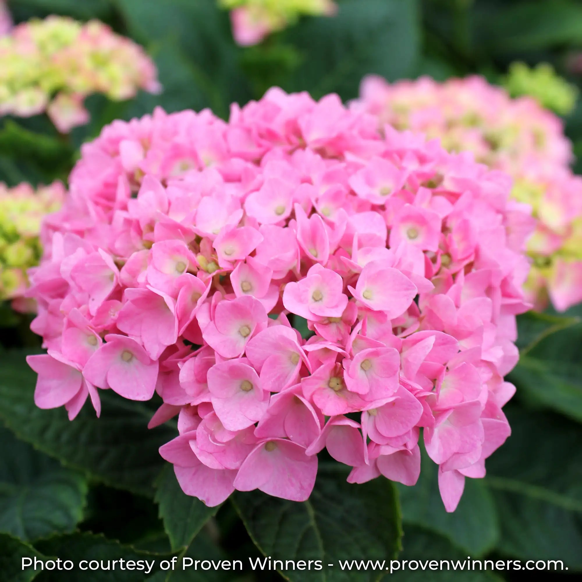 Let's Dance Blue Jangles Hydrangea with a pink bloom