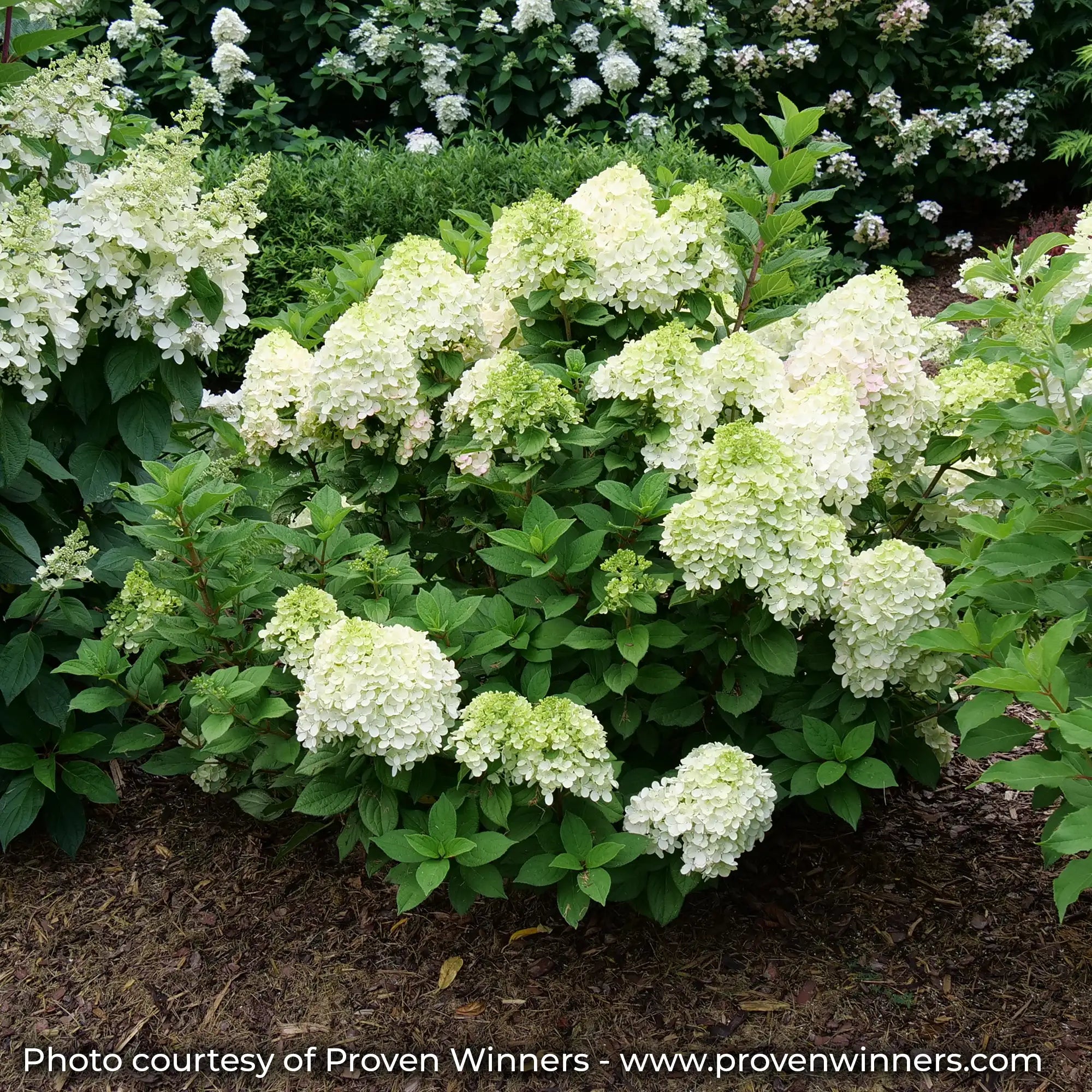 Little Lime Punch Hydrangea in a garden with white flowers