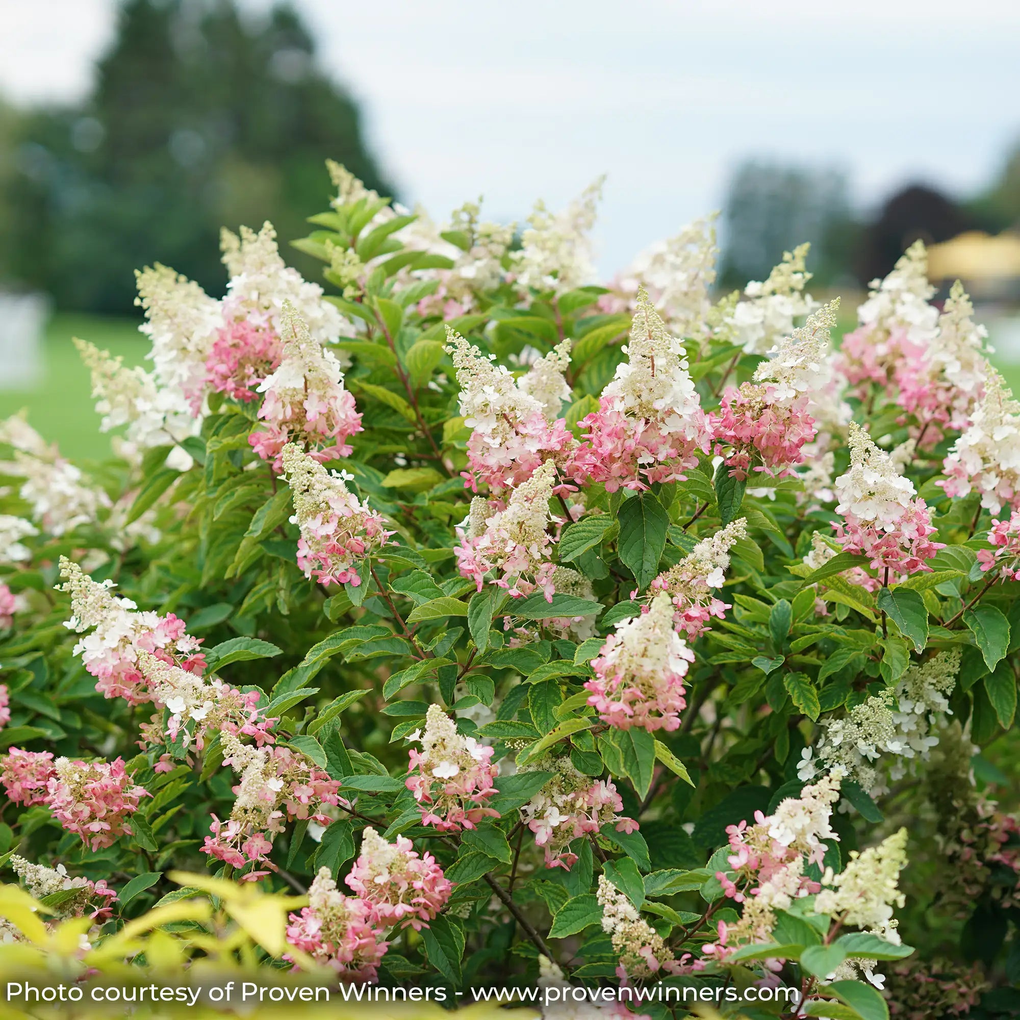 Pinky Winky Hydrangea with white and pink flowers in a garden