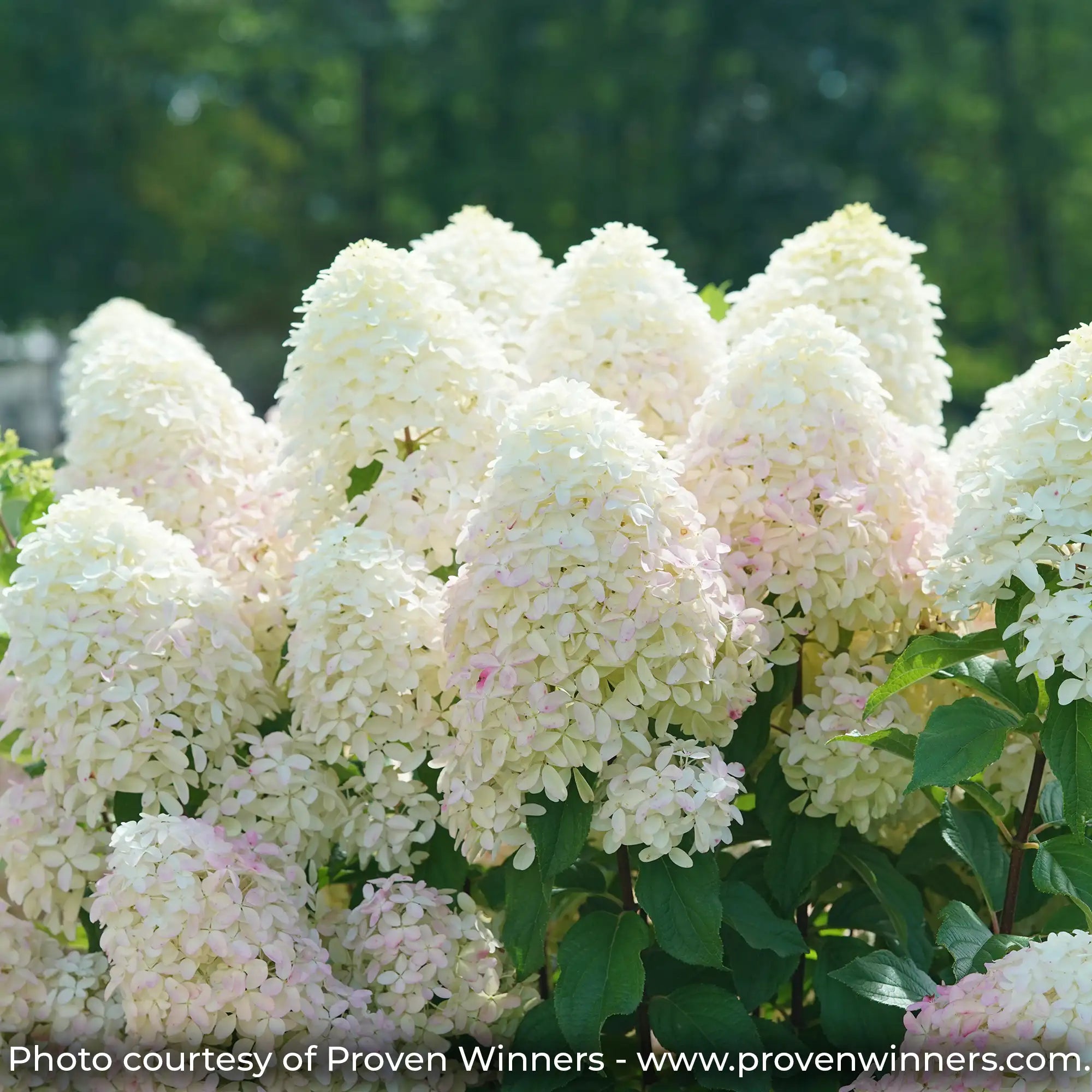 Quick Fire Fab Hydrangea showing big white flowers