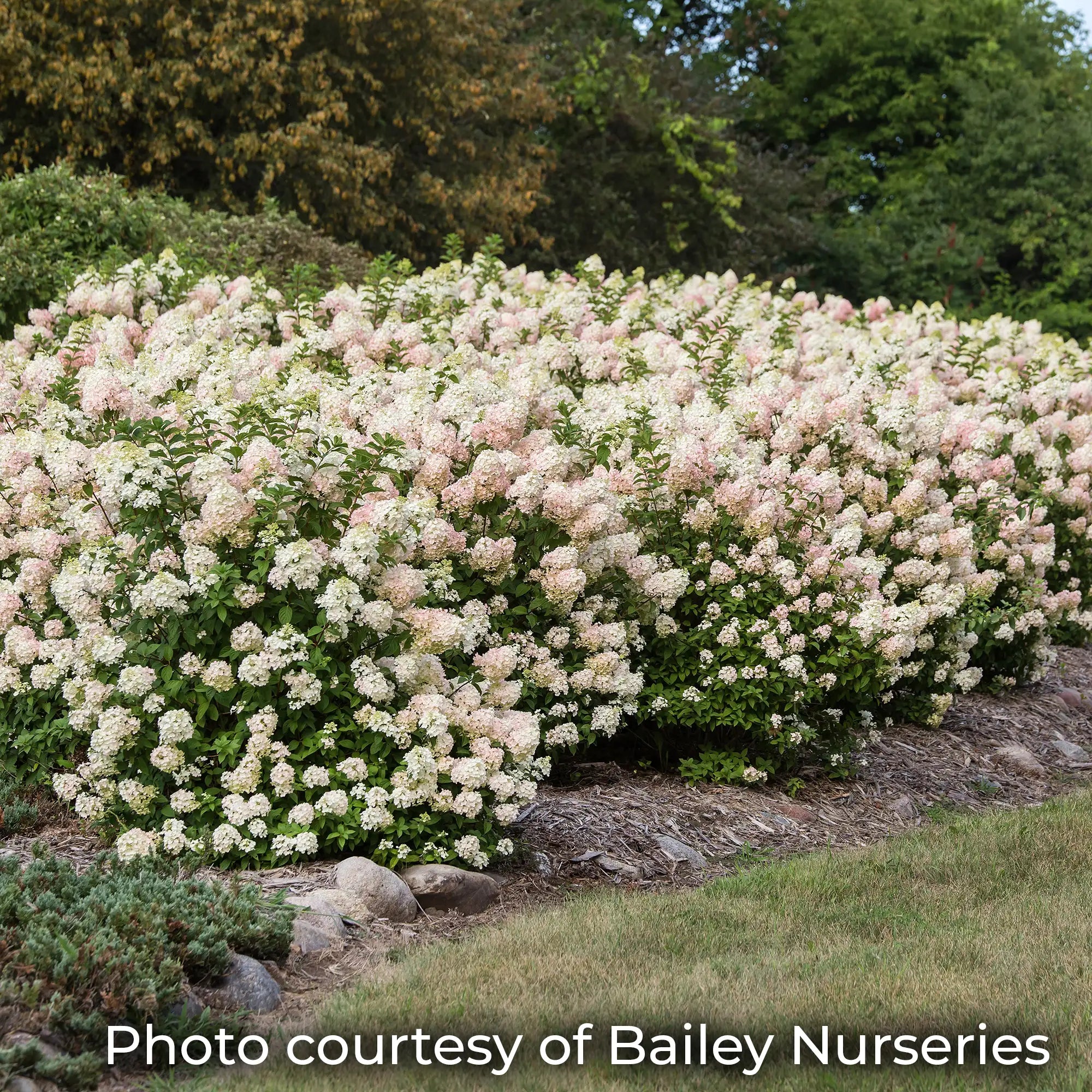 Strawberry Sundae Hydrangea just starting to turn pink on white flowers