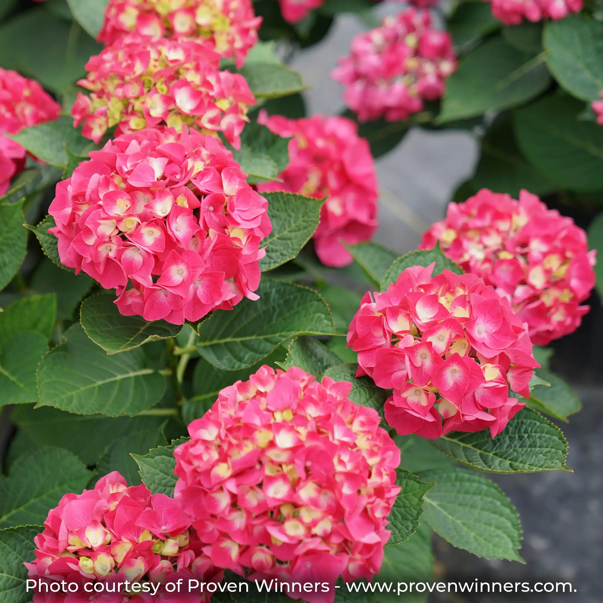 Wee Bit Giddy Hydrangea with deep pink flowers