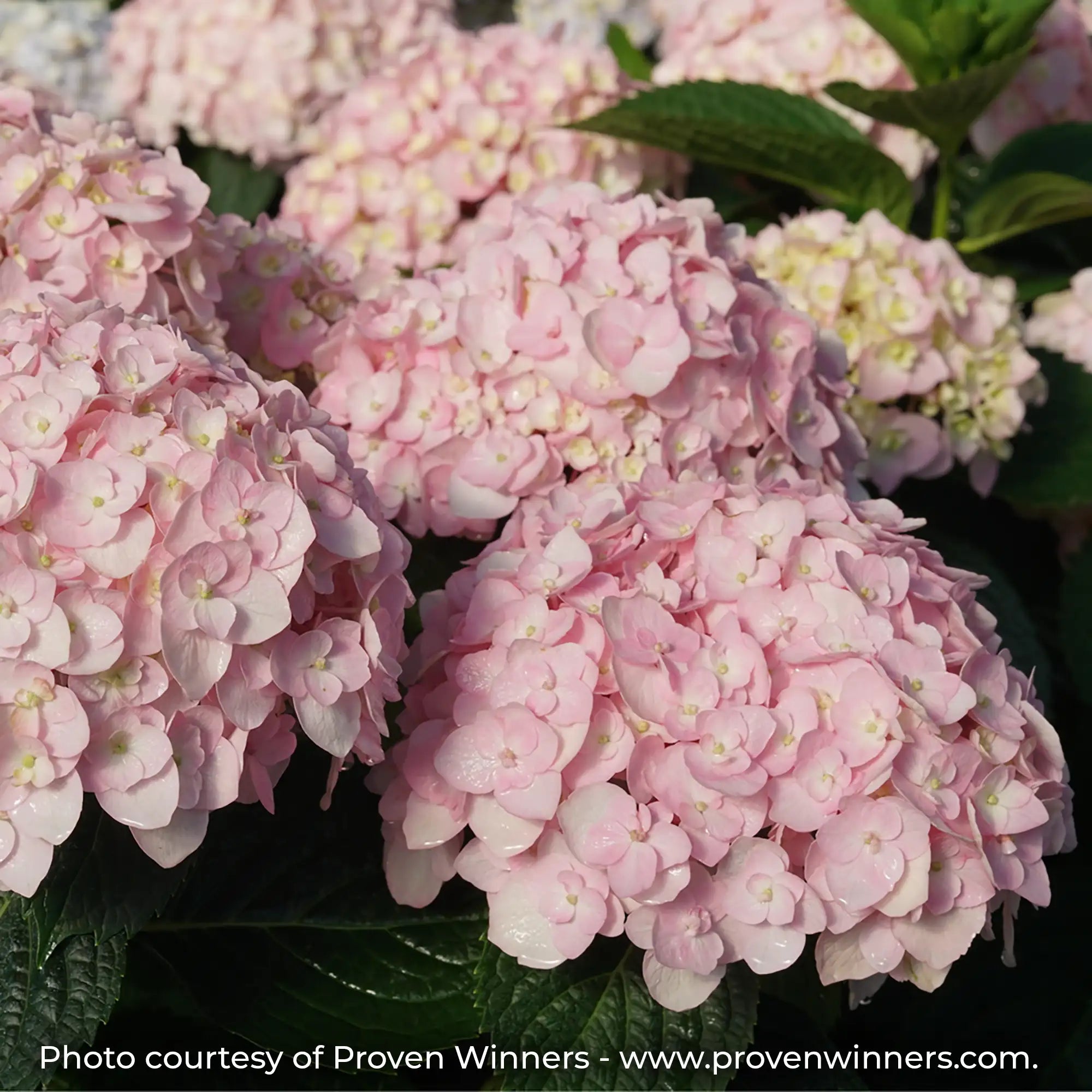 Wee Bit Innocent Hydrangea with pale pink flowers