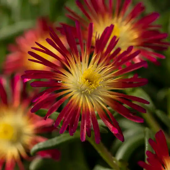 Ice Plant Delmara™ 'Fuchsia'