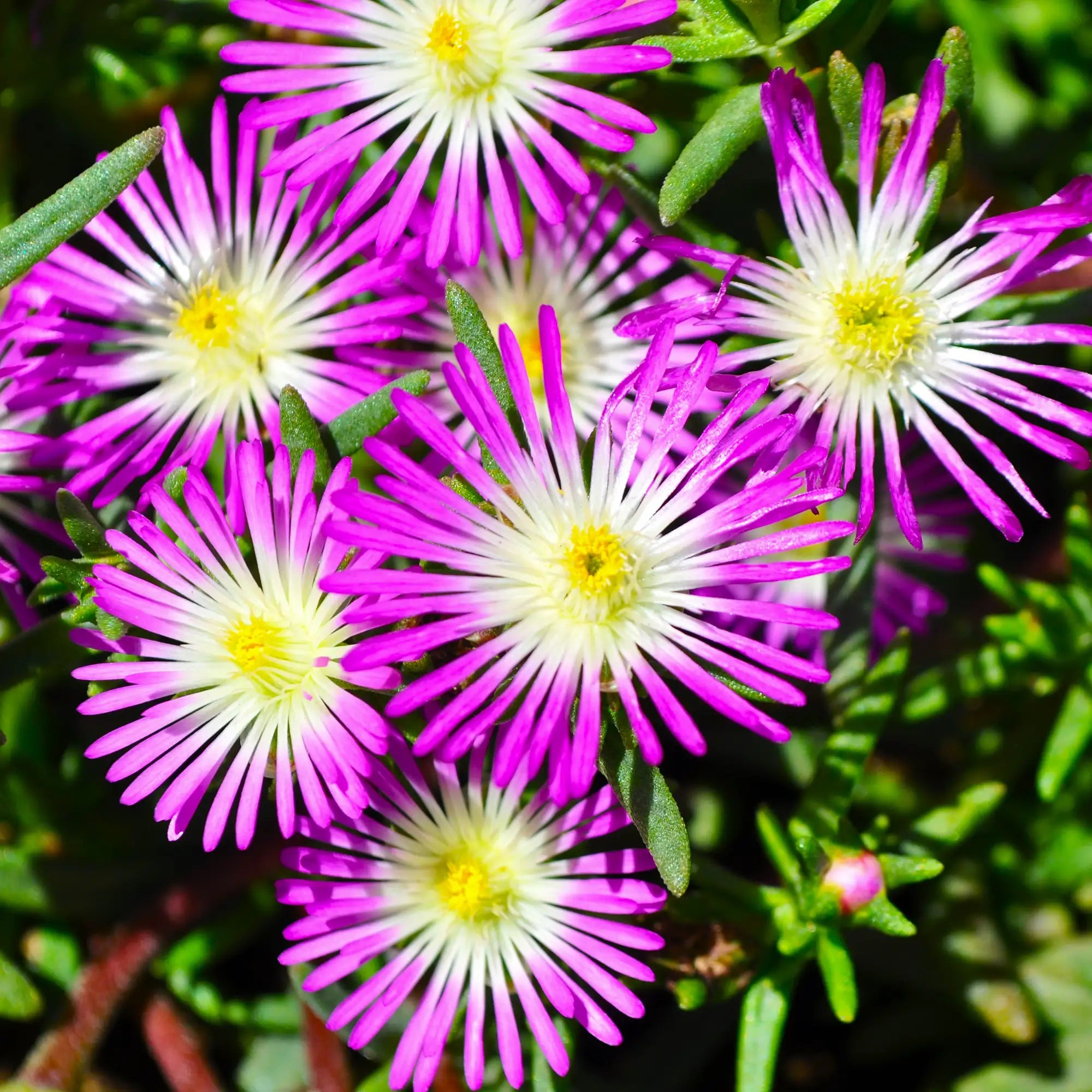 Ice Plant Delmara™ 'Pink Silver'
