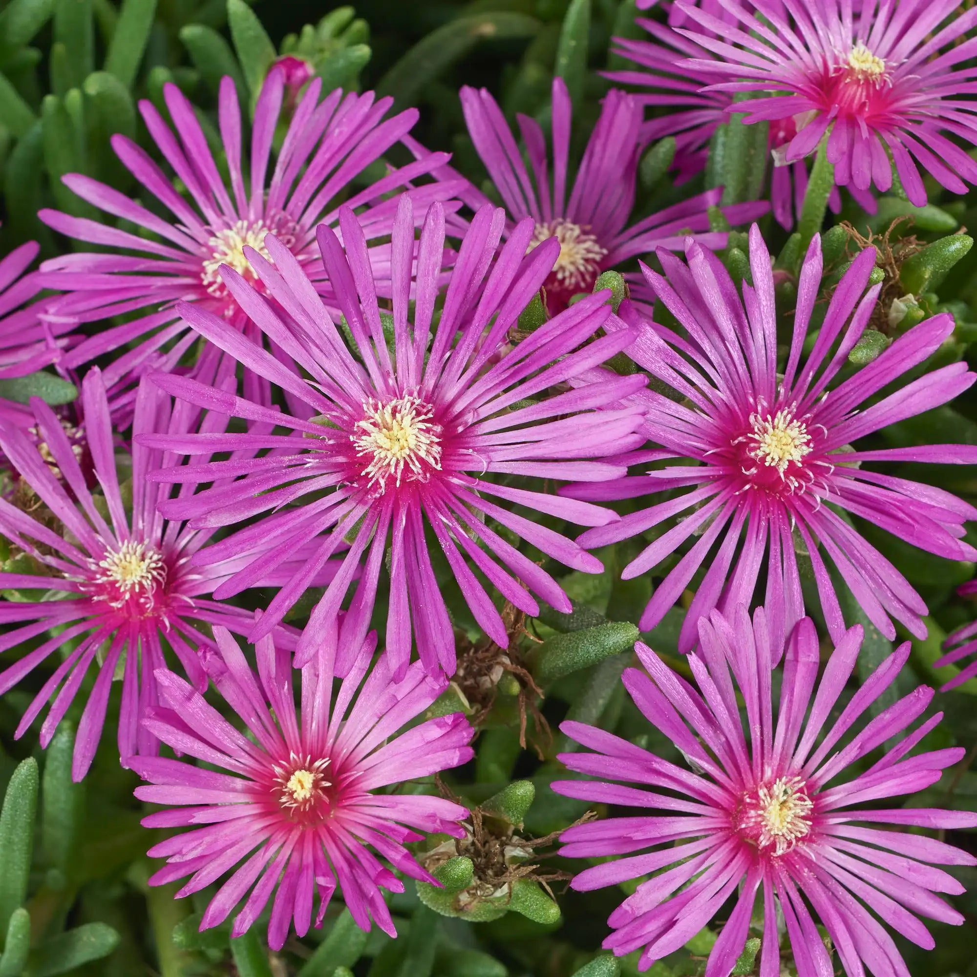 Ice Plant Early Bird™ 'Purple'
