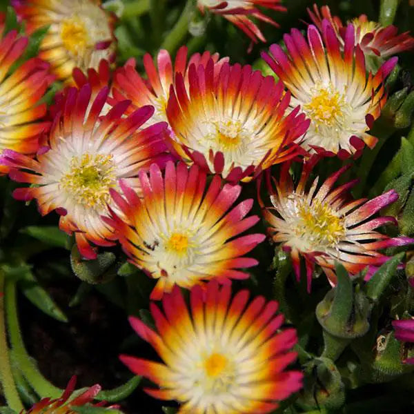 Ice Plant 'Jewel of Desert Ruby'