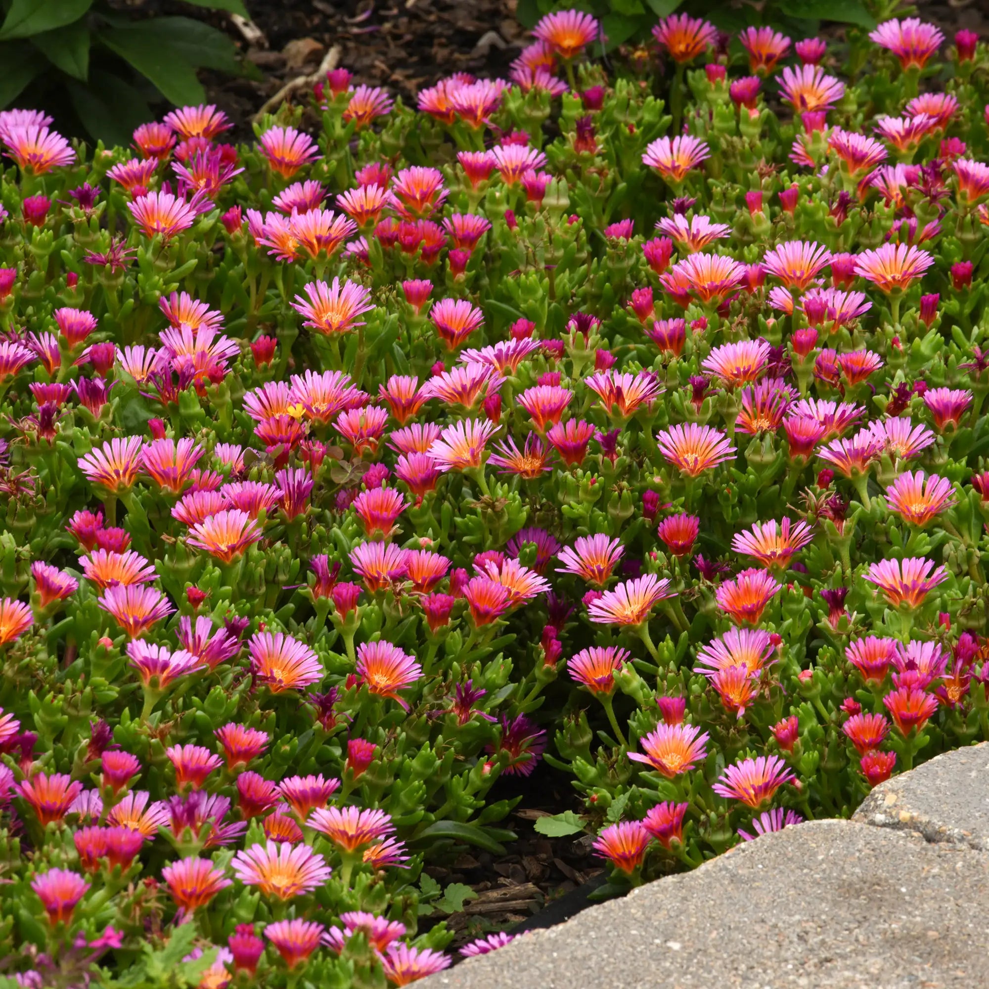 Ice Plant Ocean Sunset™ 'Orange Glow'