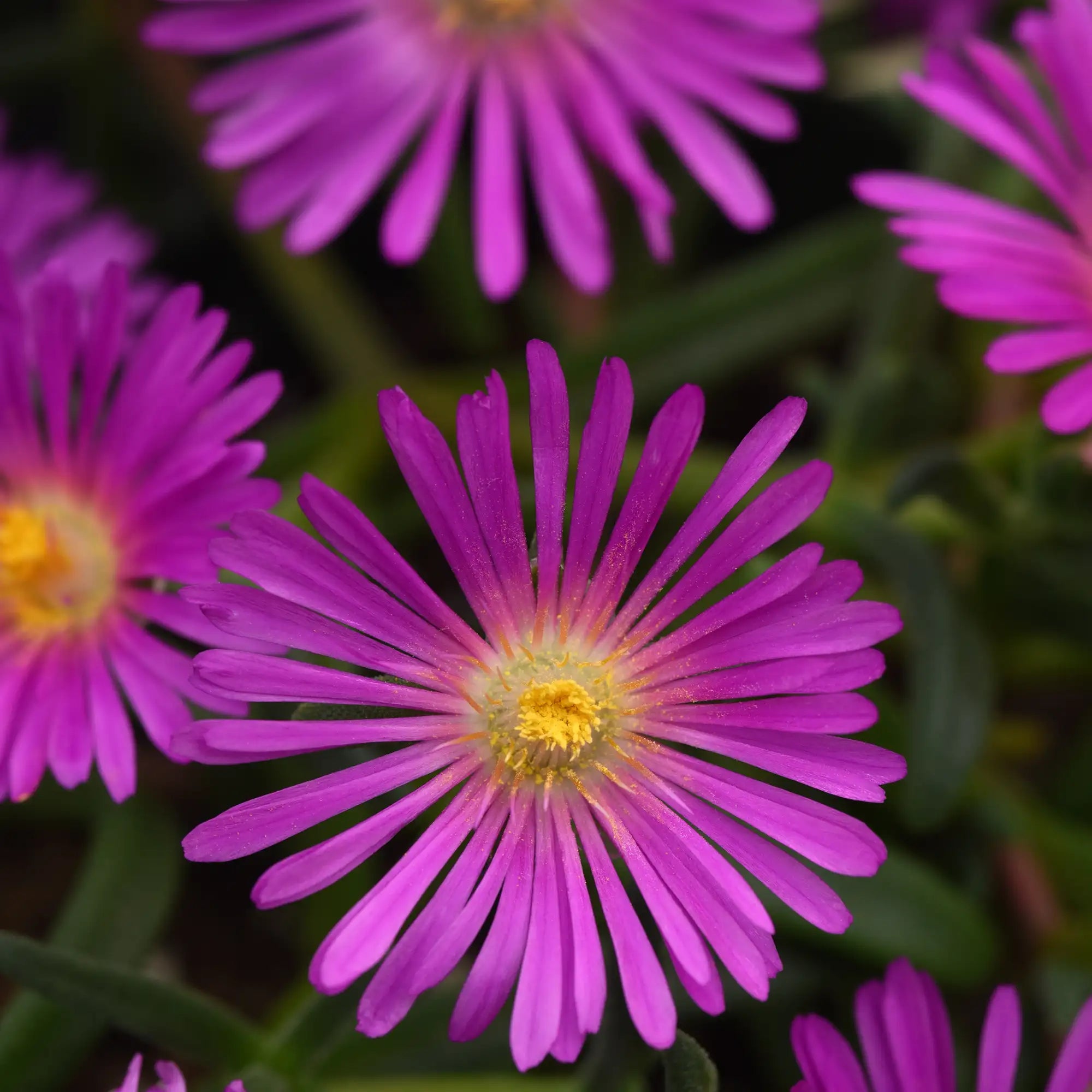 Ice Plant Ocean Sunset™ 'Violet'