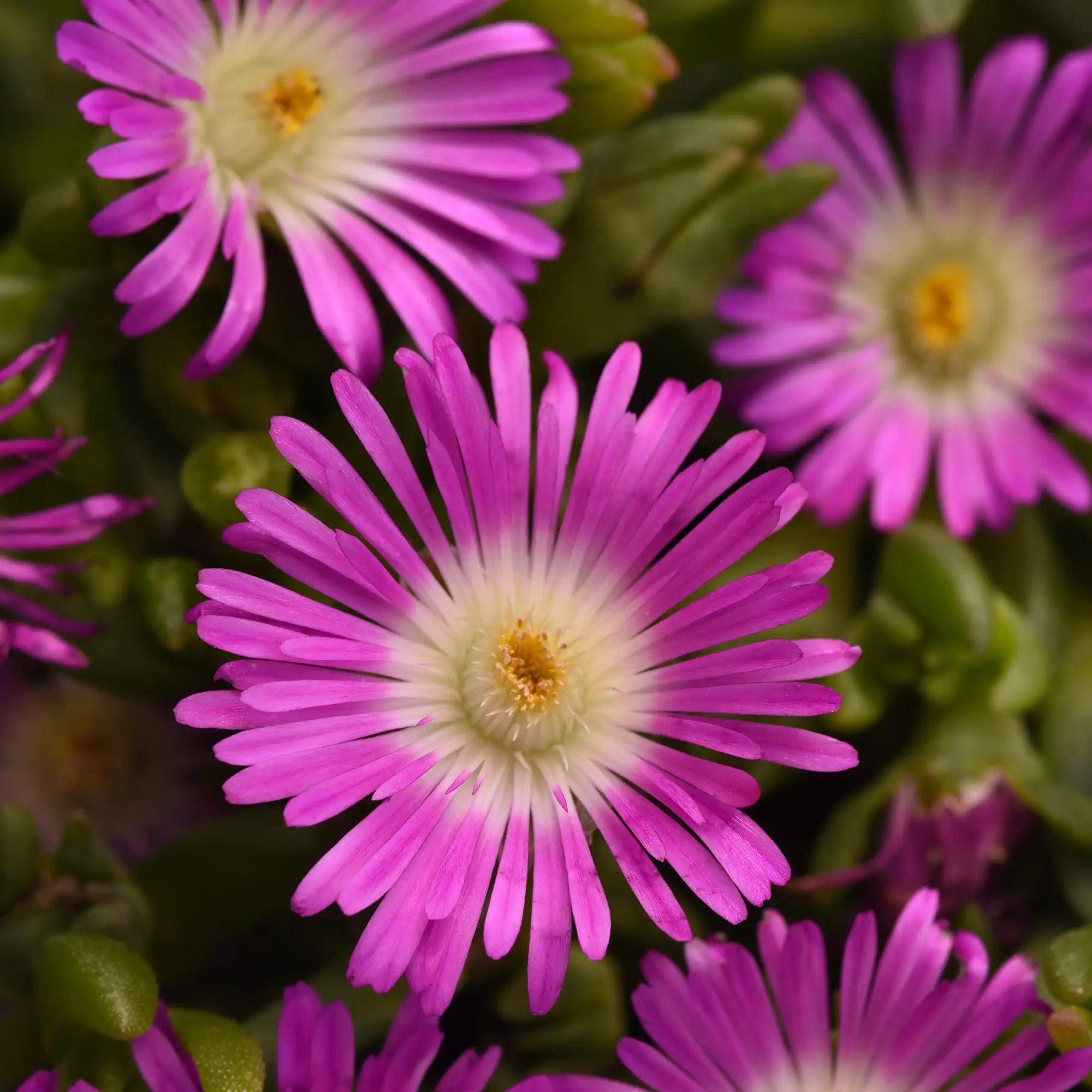Ice Plant Ocean Sunset™ 'Violet Flare'