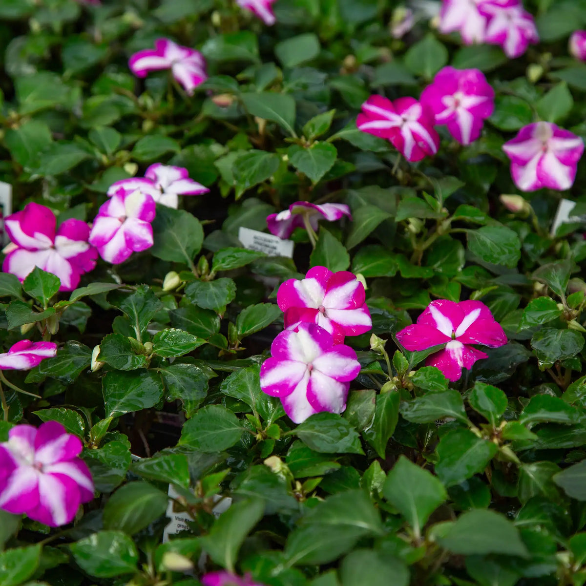 Pink and white impatiens flowers blooming among dense green foliage, with small white tags visible in the plant bed.