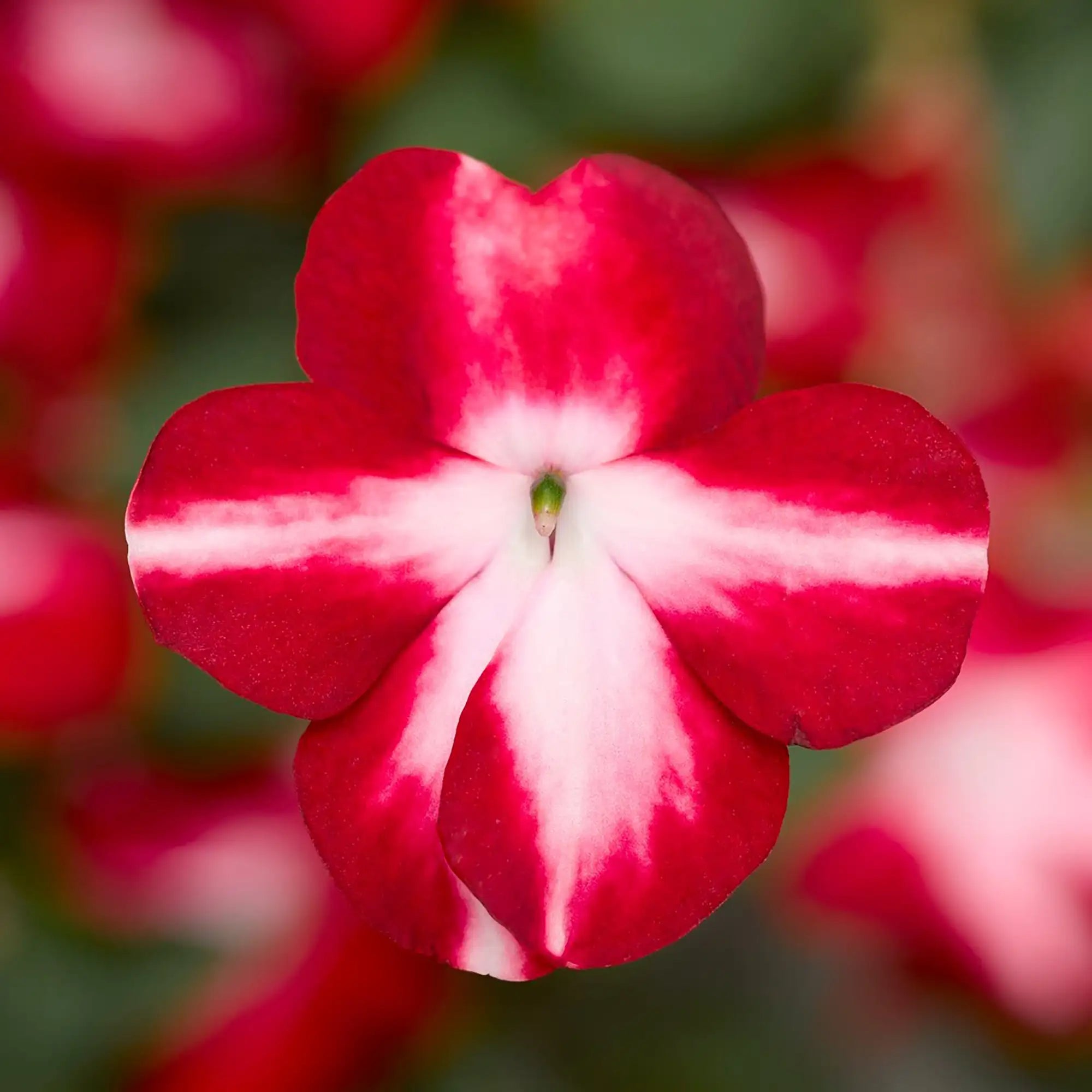 Impatiens 'Imara® XDR Red Star'