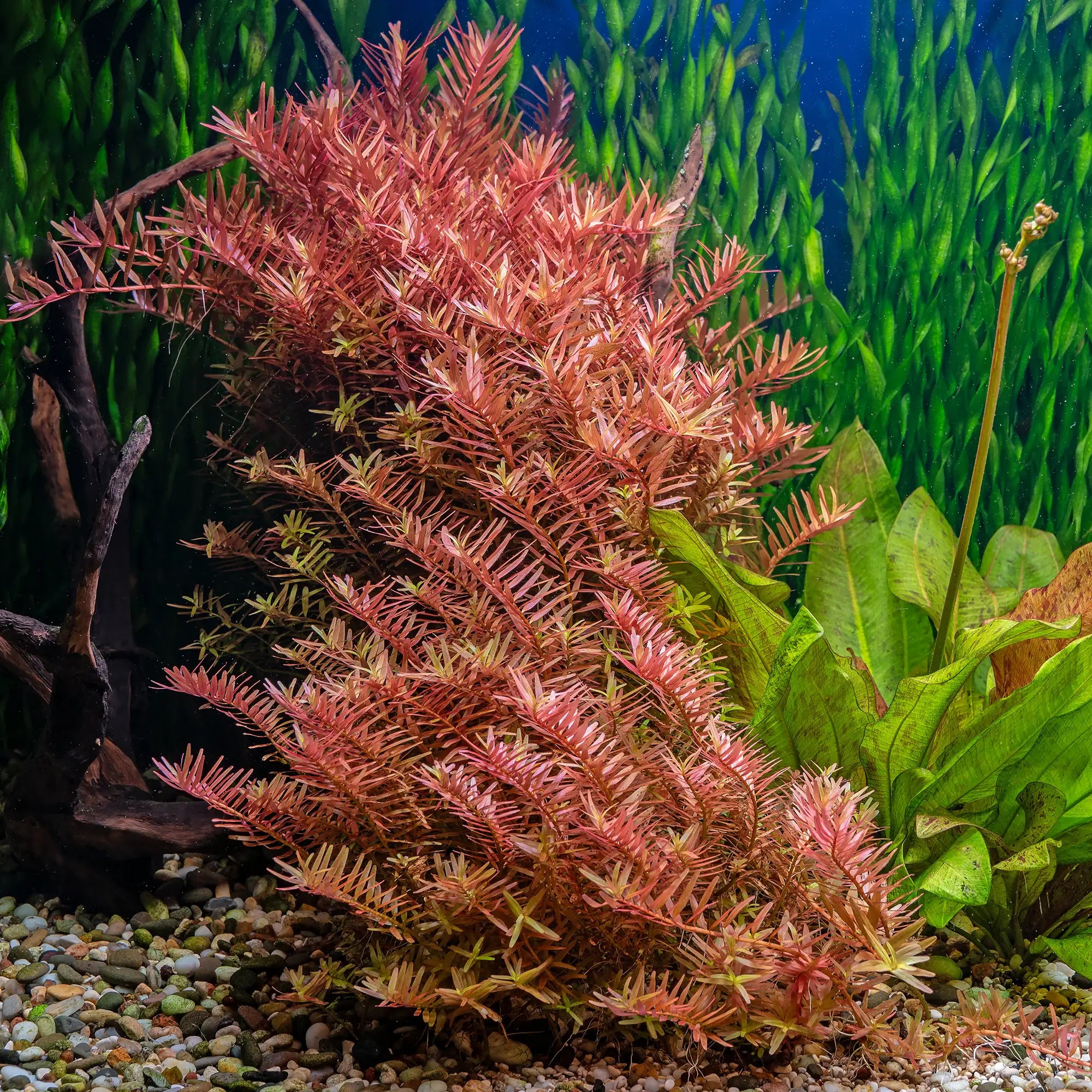 Indian Rotola in an aquarium