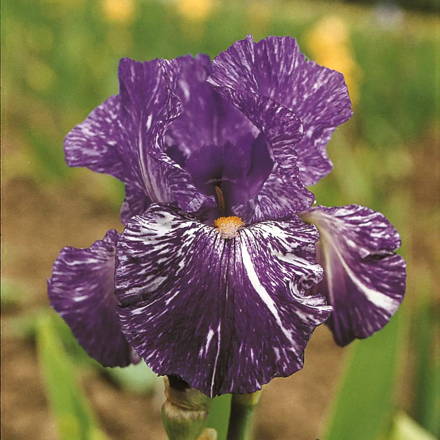 Iris Bearded 'Batik'