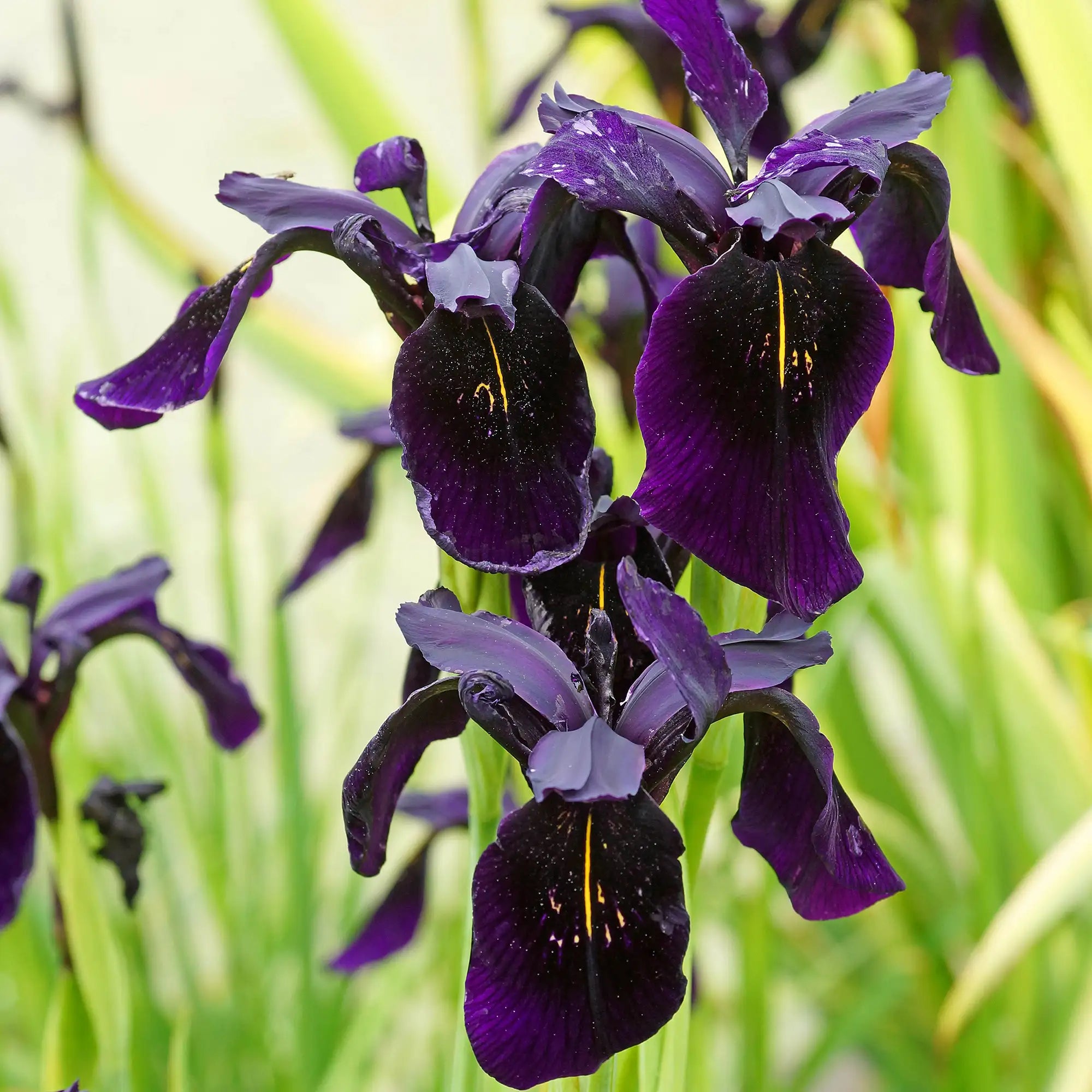 Close-up of Dark Purple Iris