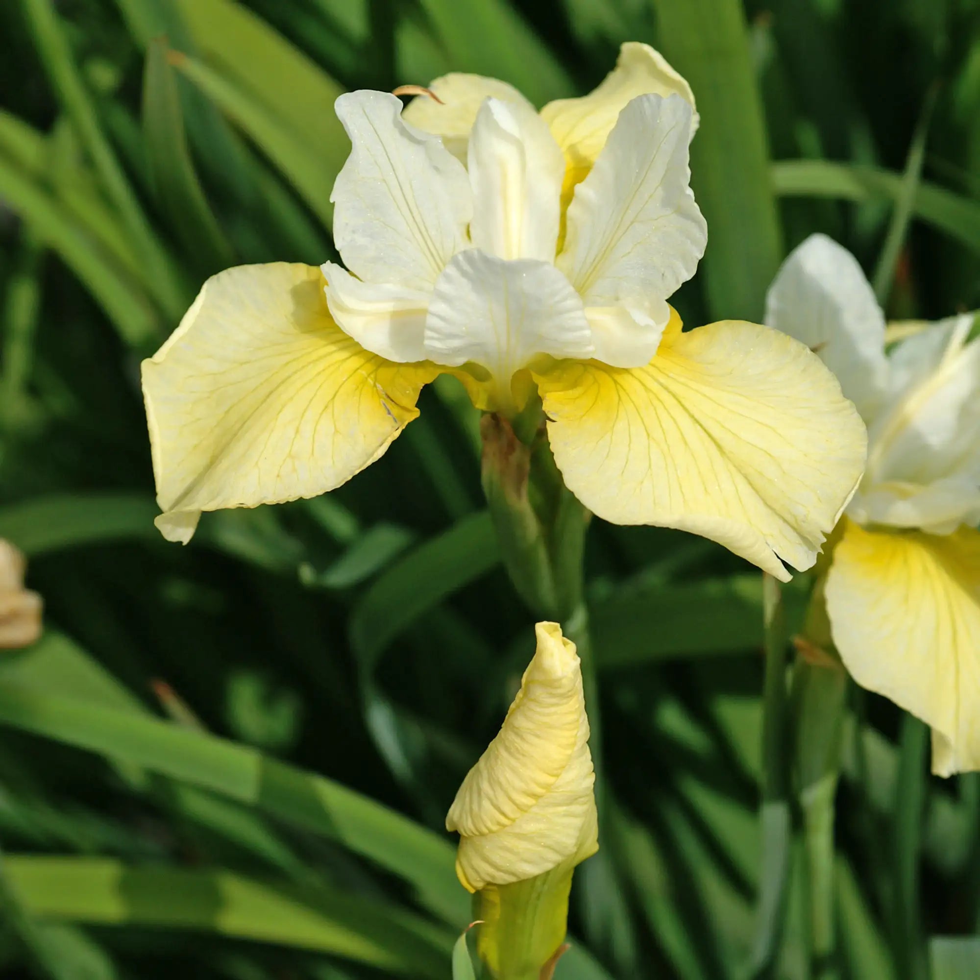 Close-up of Light Yellow Iris with a White center.