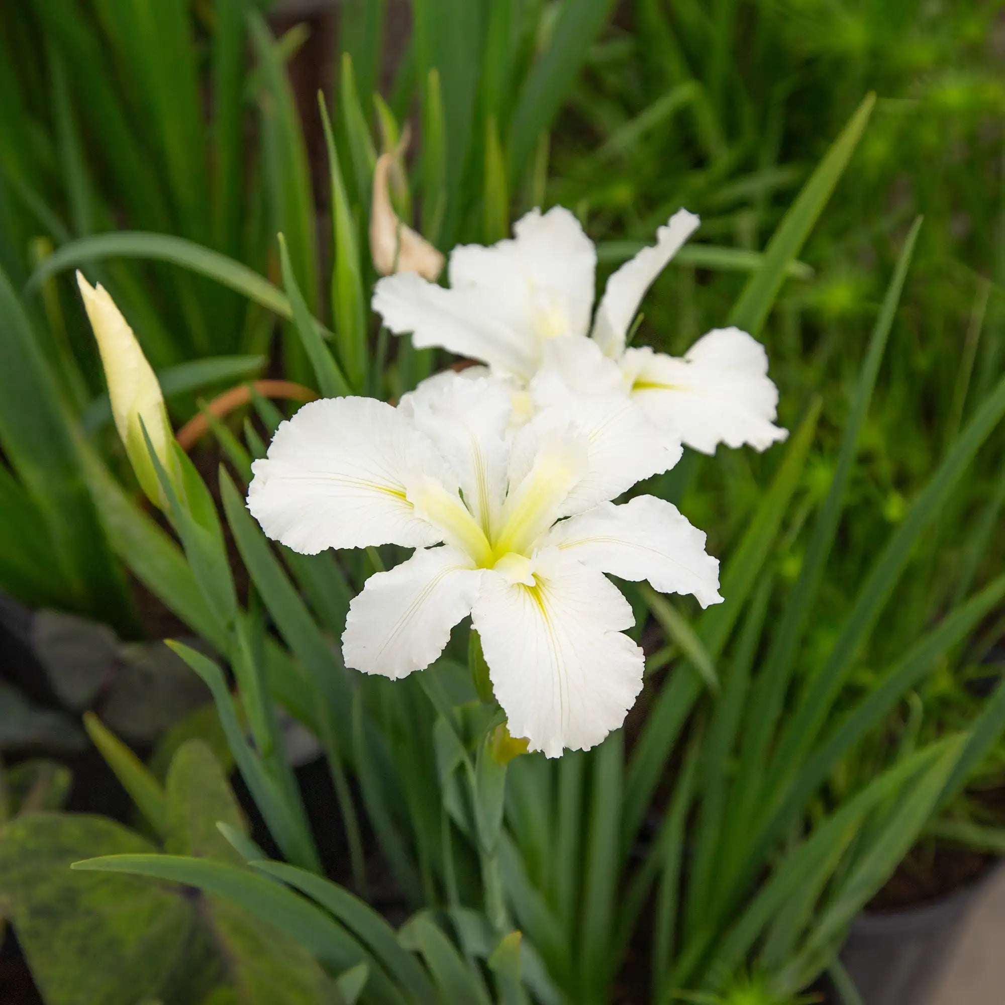 Iris Louisiana 'Cajun White Lightning'