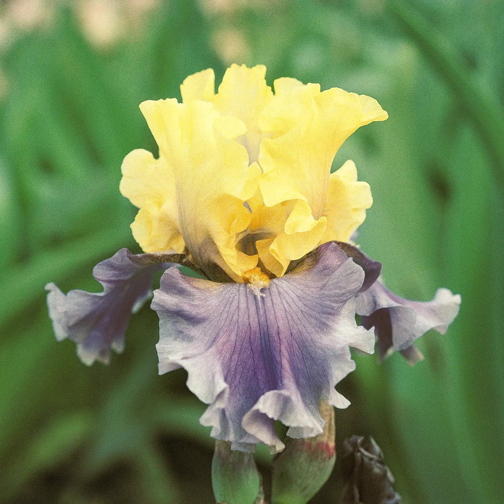 Iris Bearded 'Edith Wolford'