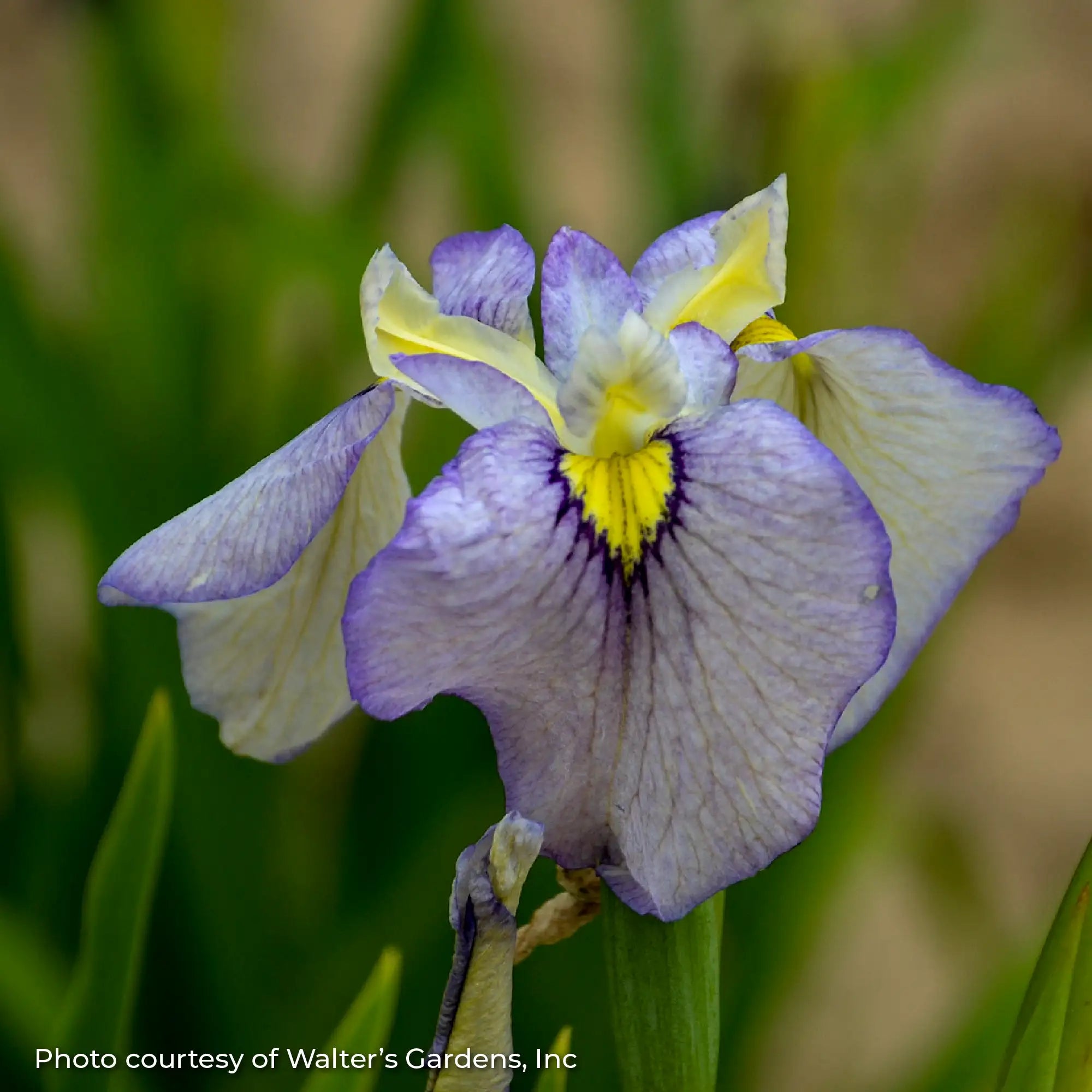 Iris 'Tsukiyono/Moonlit Field'