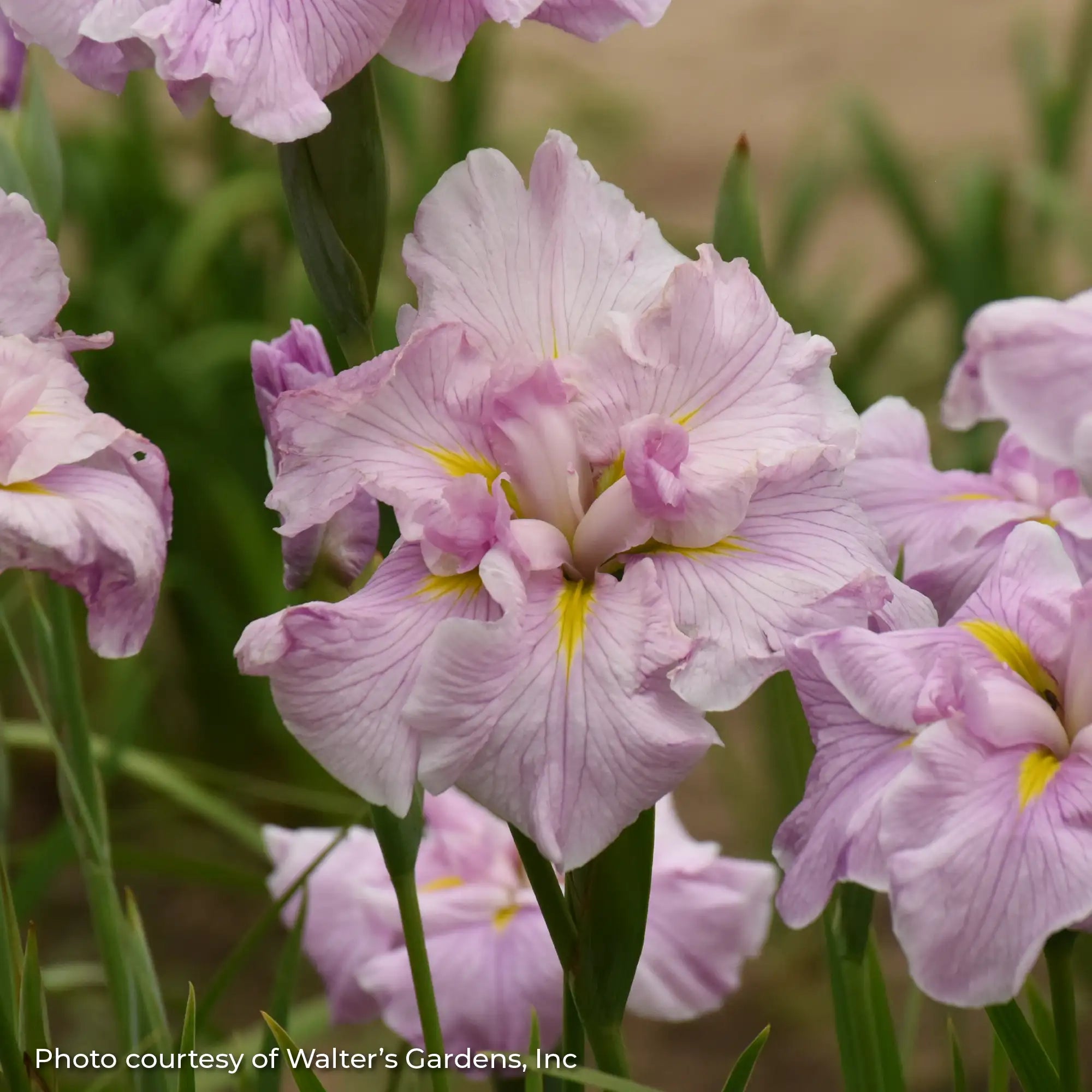 Iris Japanese Water 'Pinkerton'