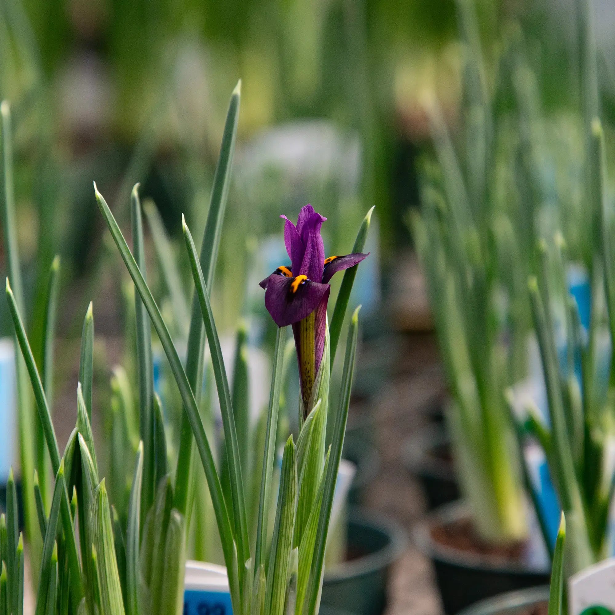 Iris