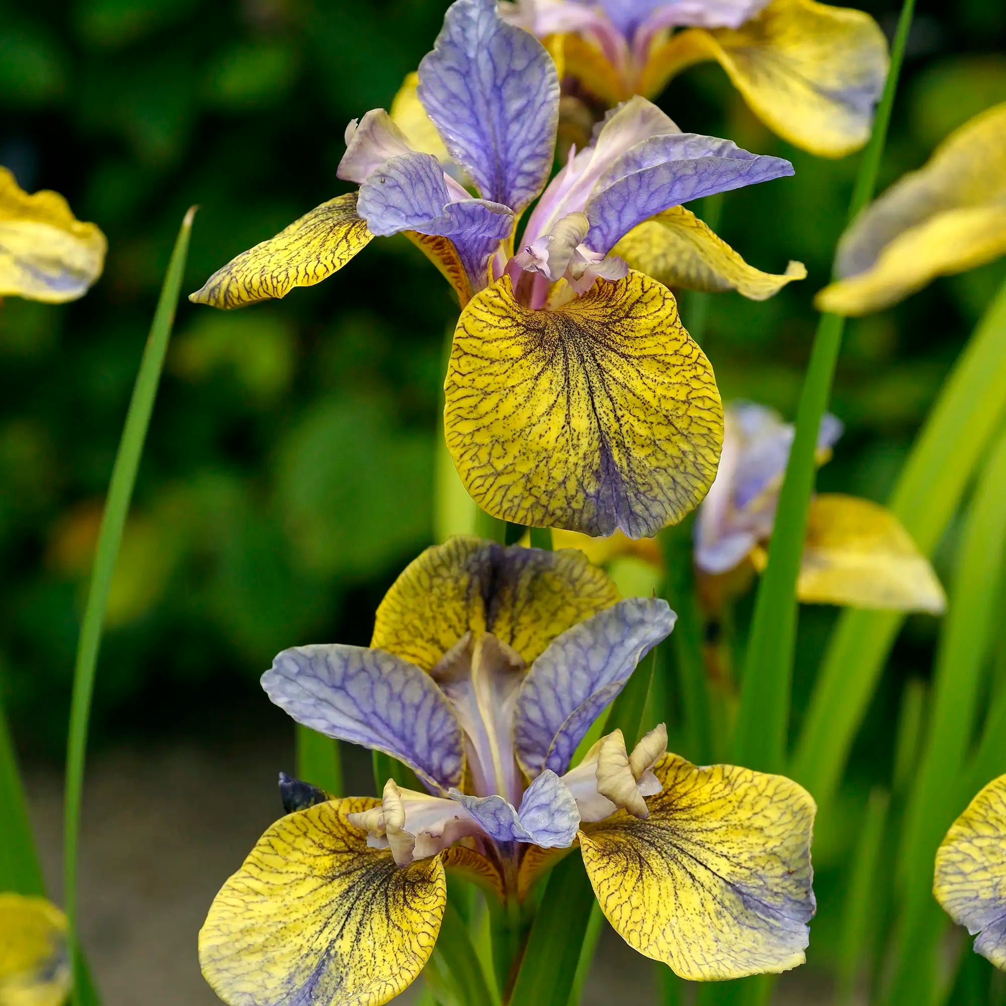 Close-up of Yellow and Blue Iris.