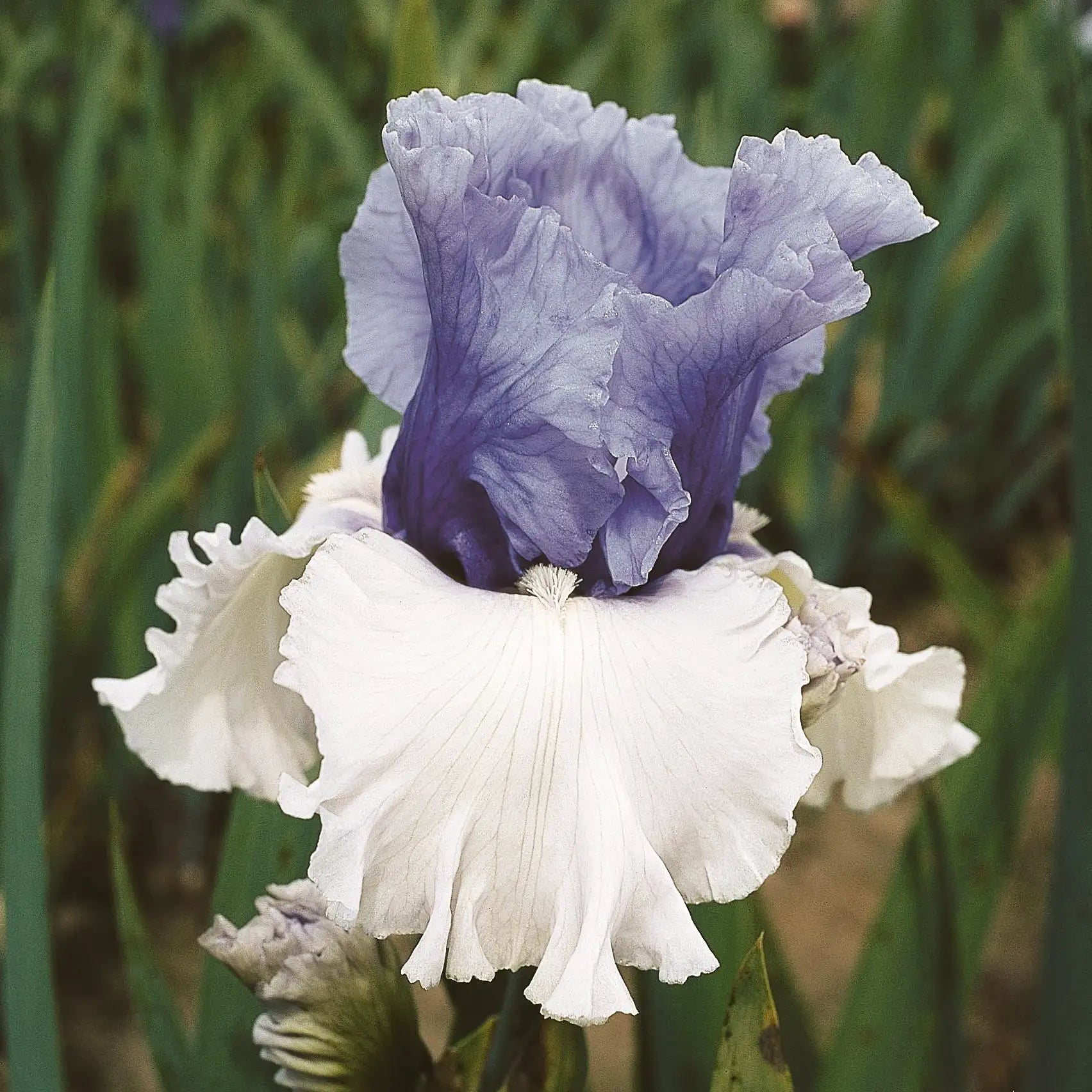 Iris Bearded 'Wintry Sky'