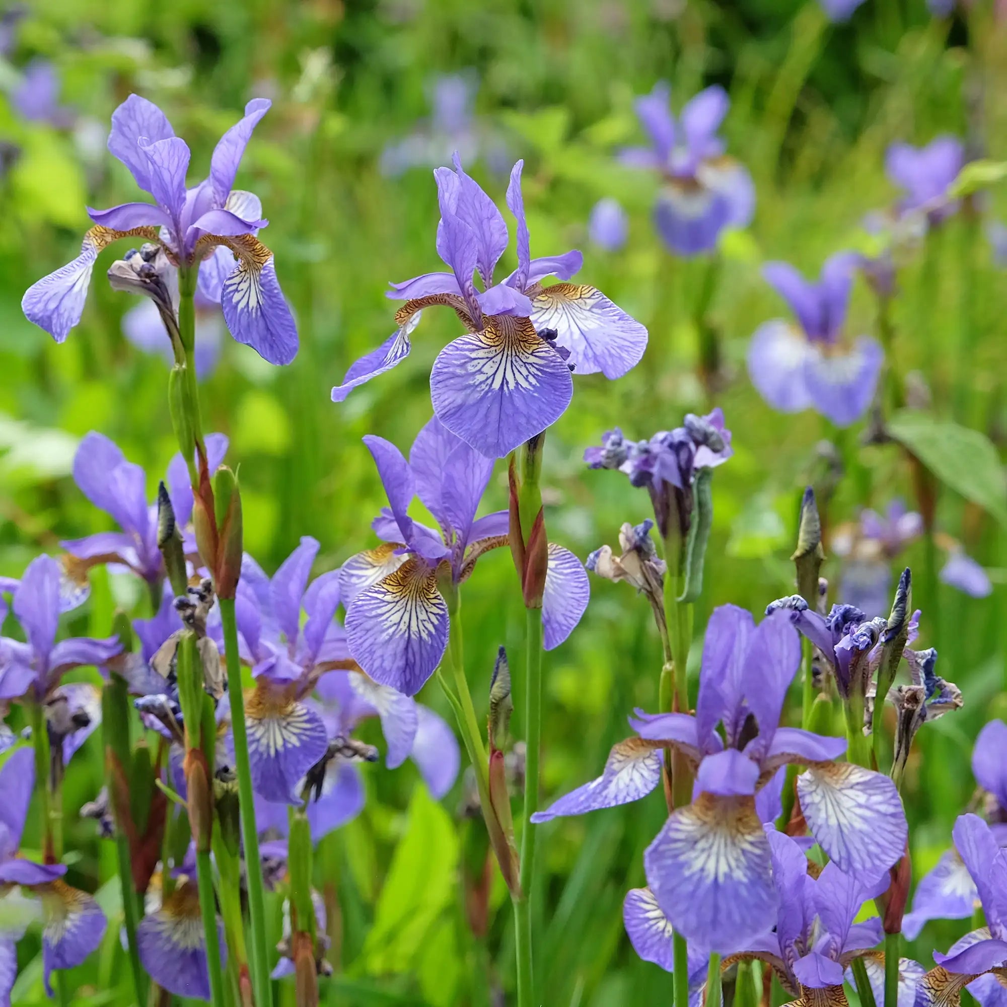 Blue Flag Iris with light purple flowers