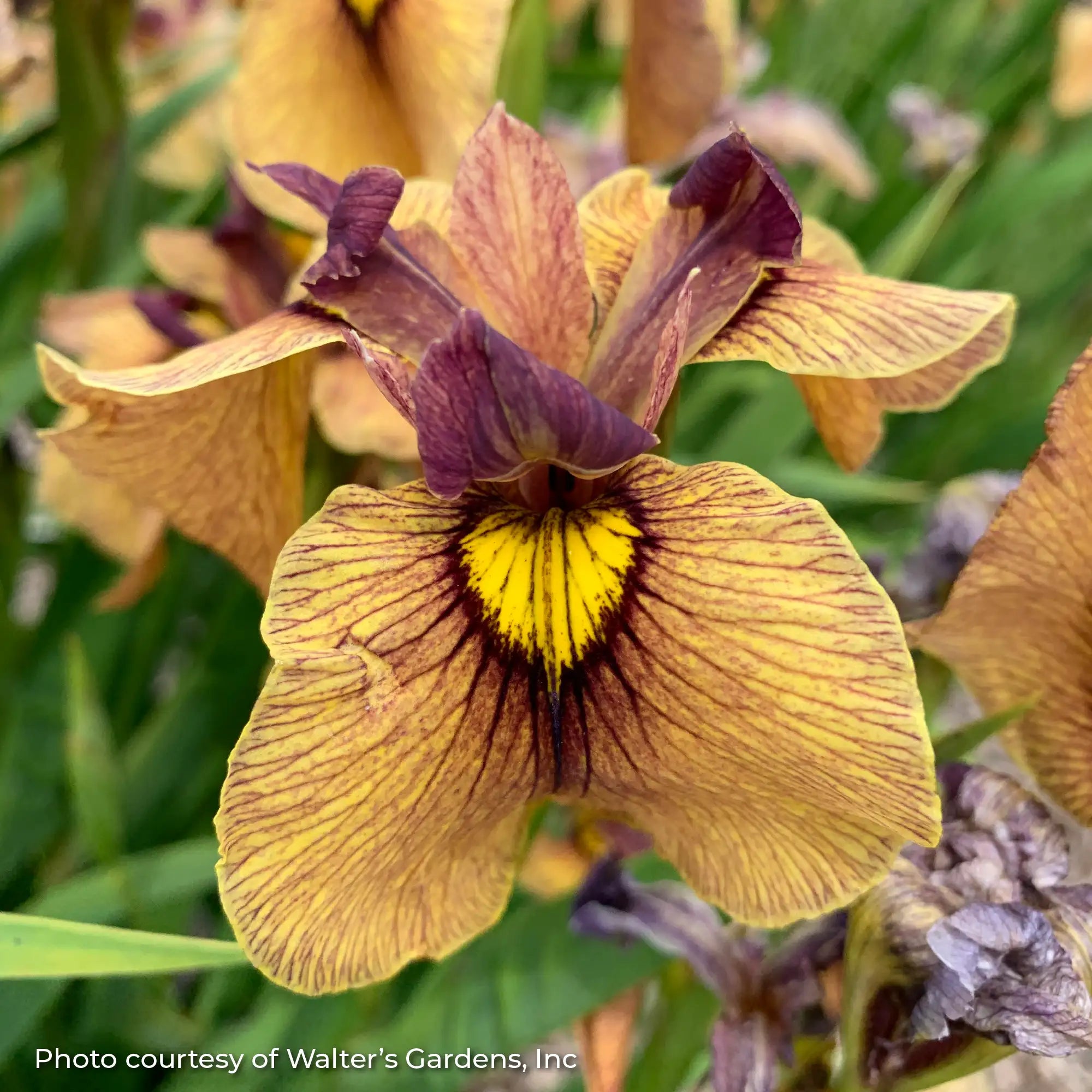 Iris 'Yarai/Night Thunder'