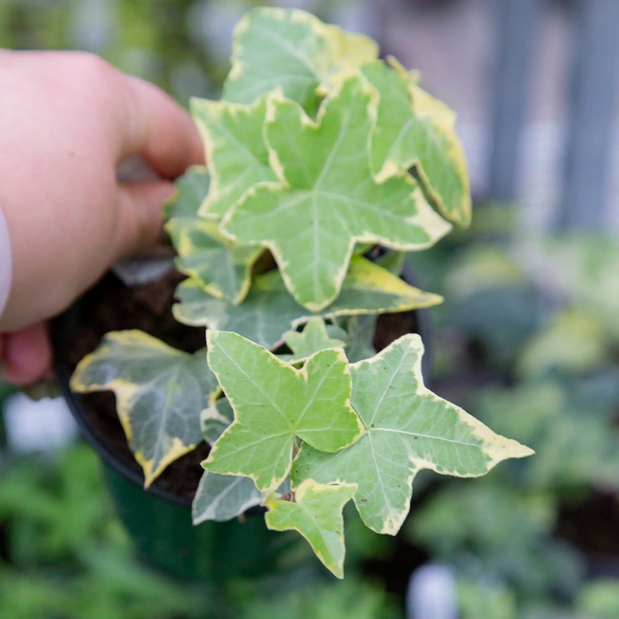Ivy English 'Gold Child'