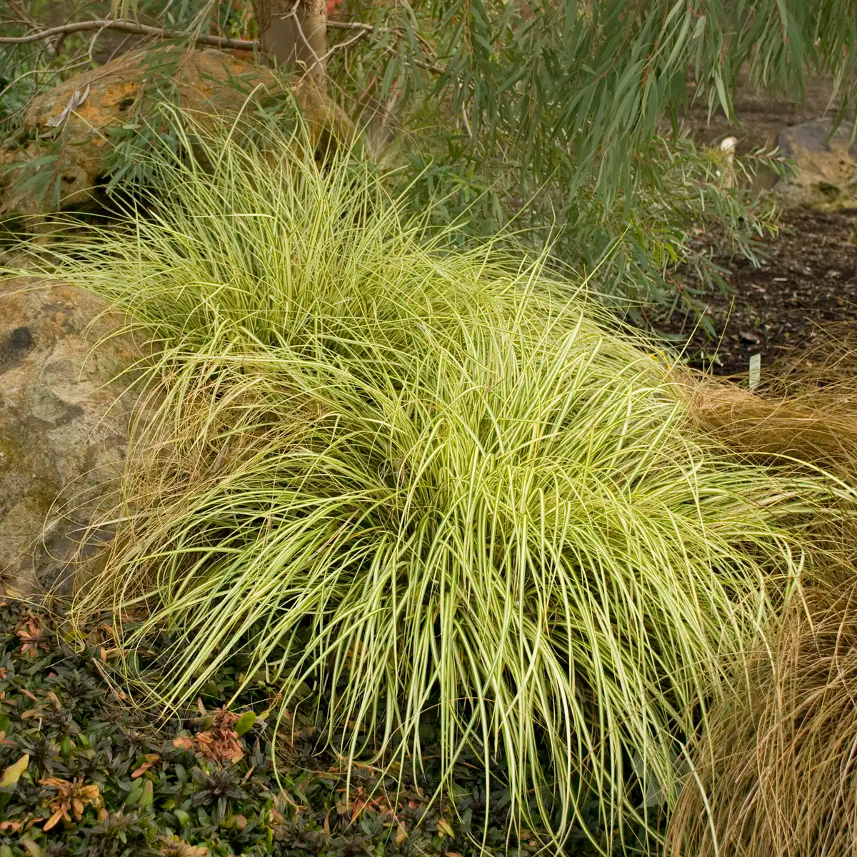 Japanese Sedge 'Evergold'