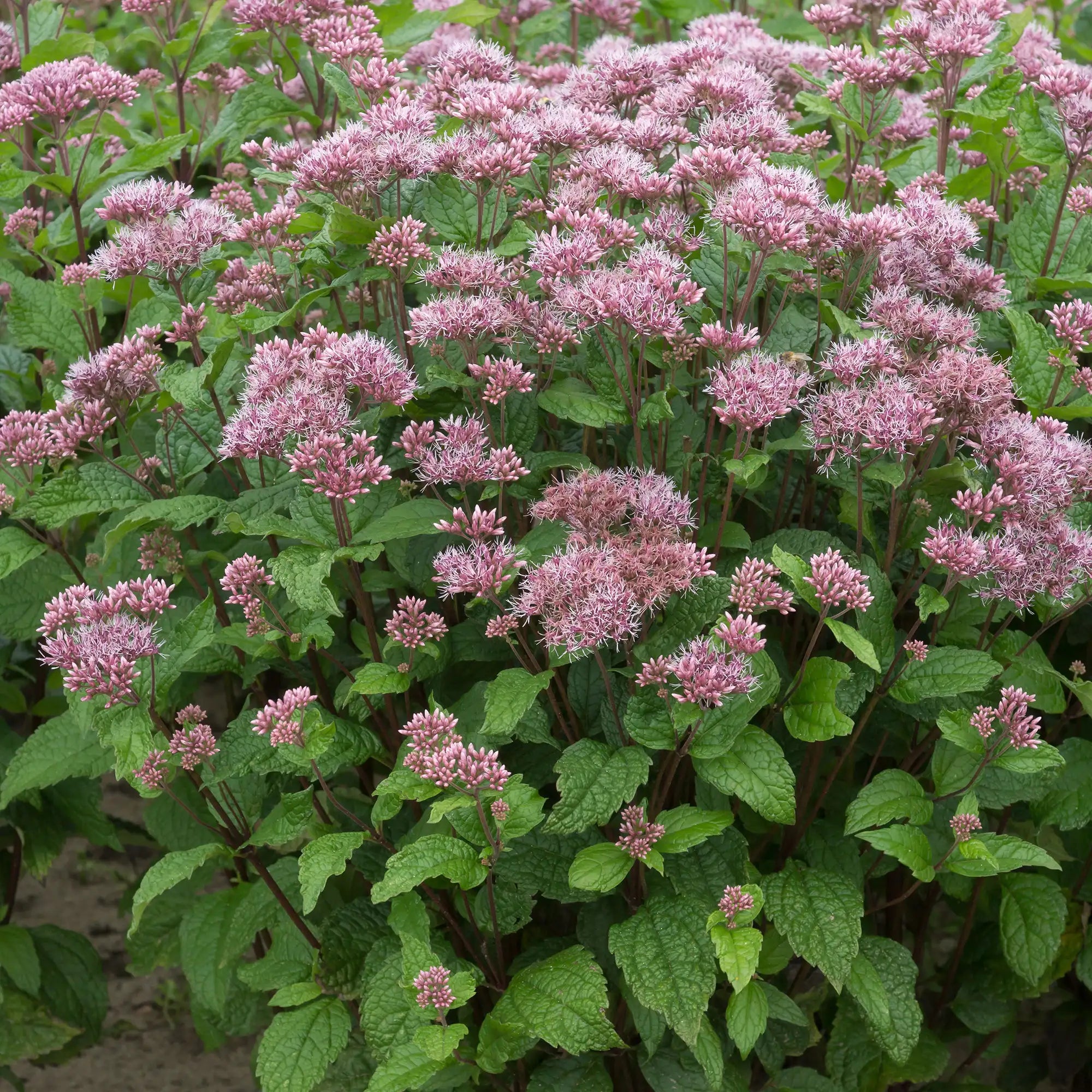 Light Pink Joe Pye Weed