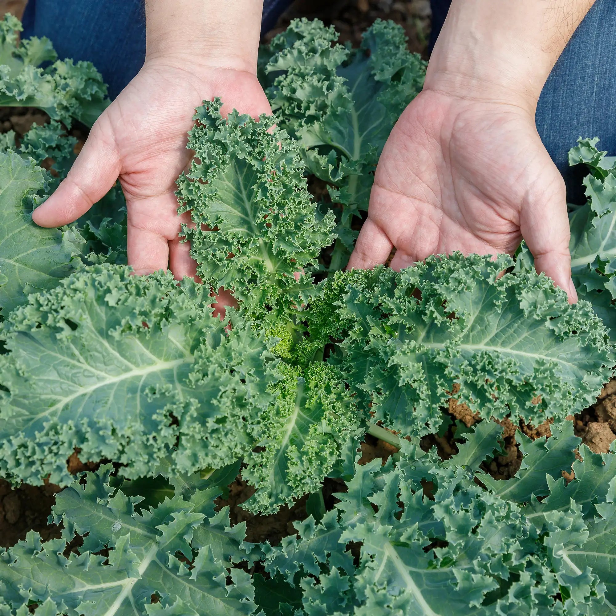 Hands holding fresh green kale leaves in a garden