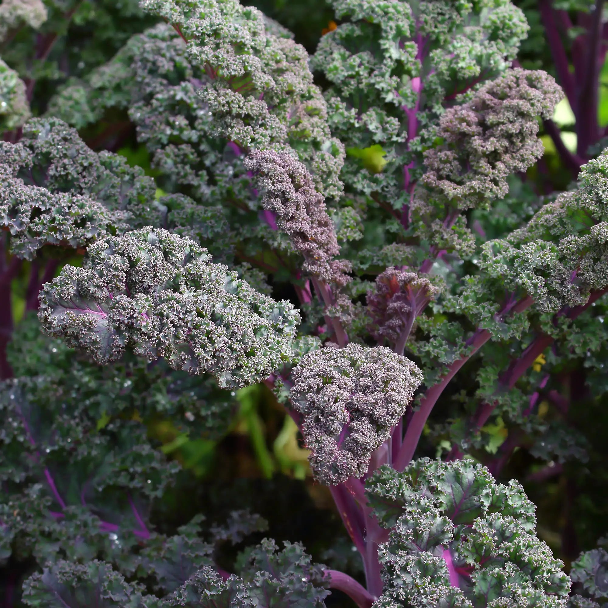 Close-up of purple kale leaves in a garden with a blurred background