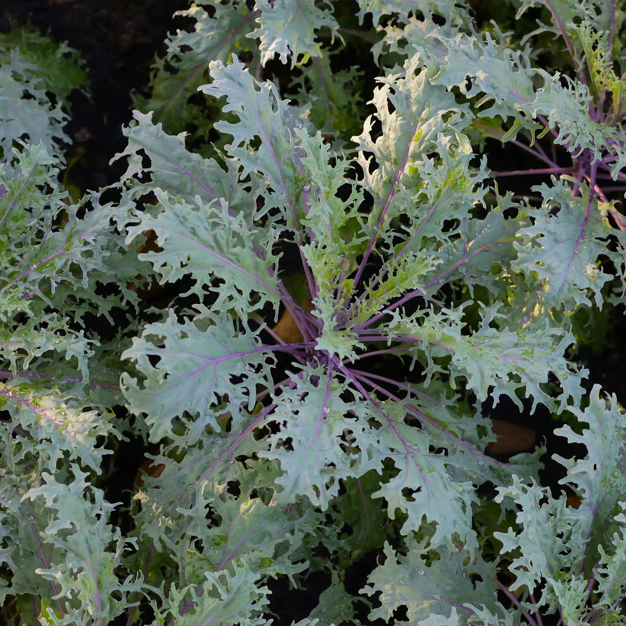 Kale 'Red Russian'