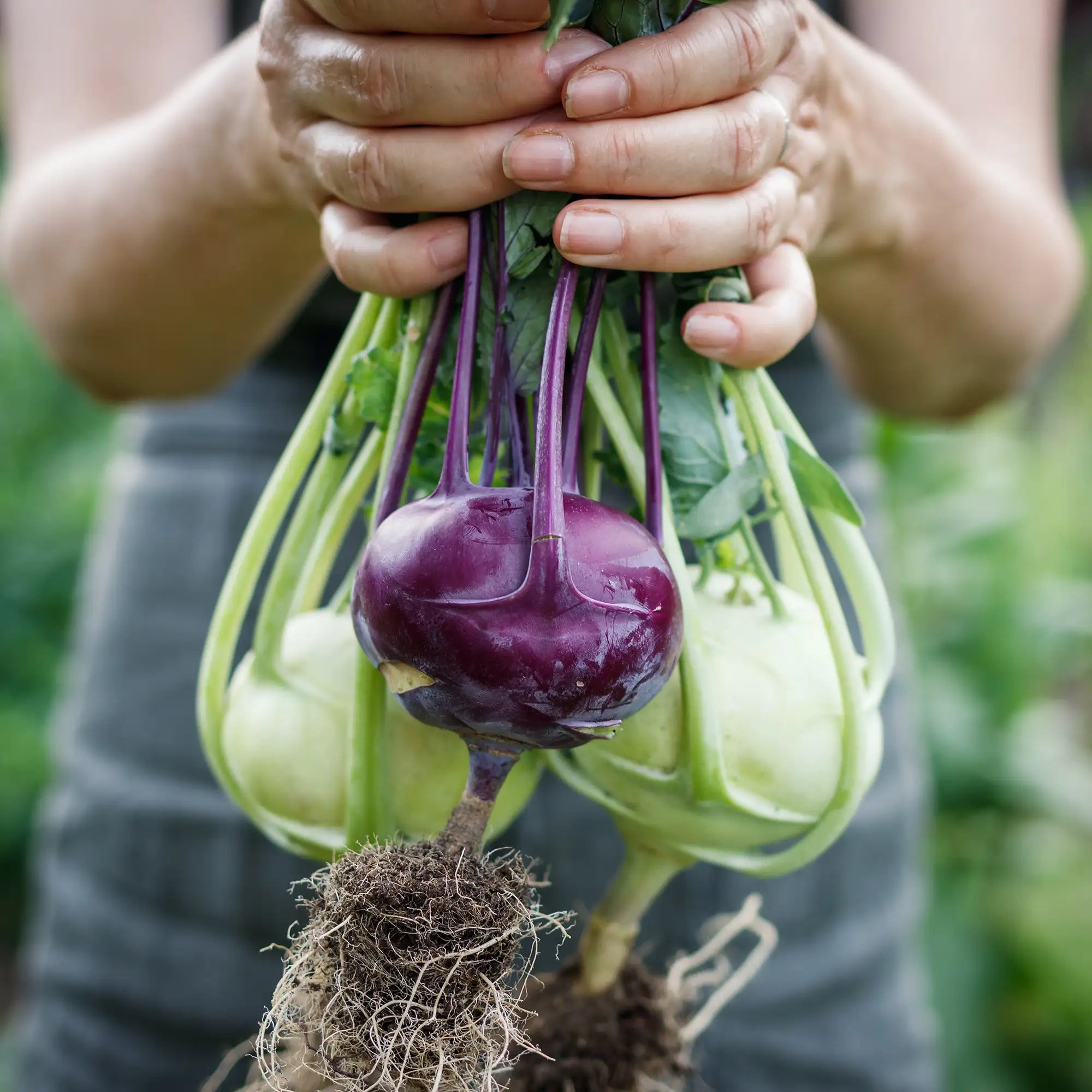 Person holding freshly harvested purple and white kohlrabi with a blurred green background