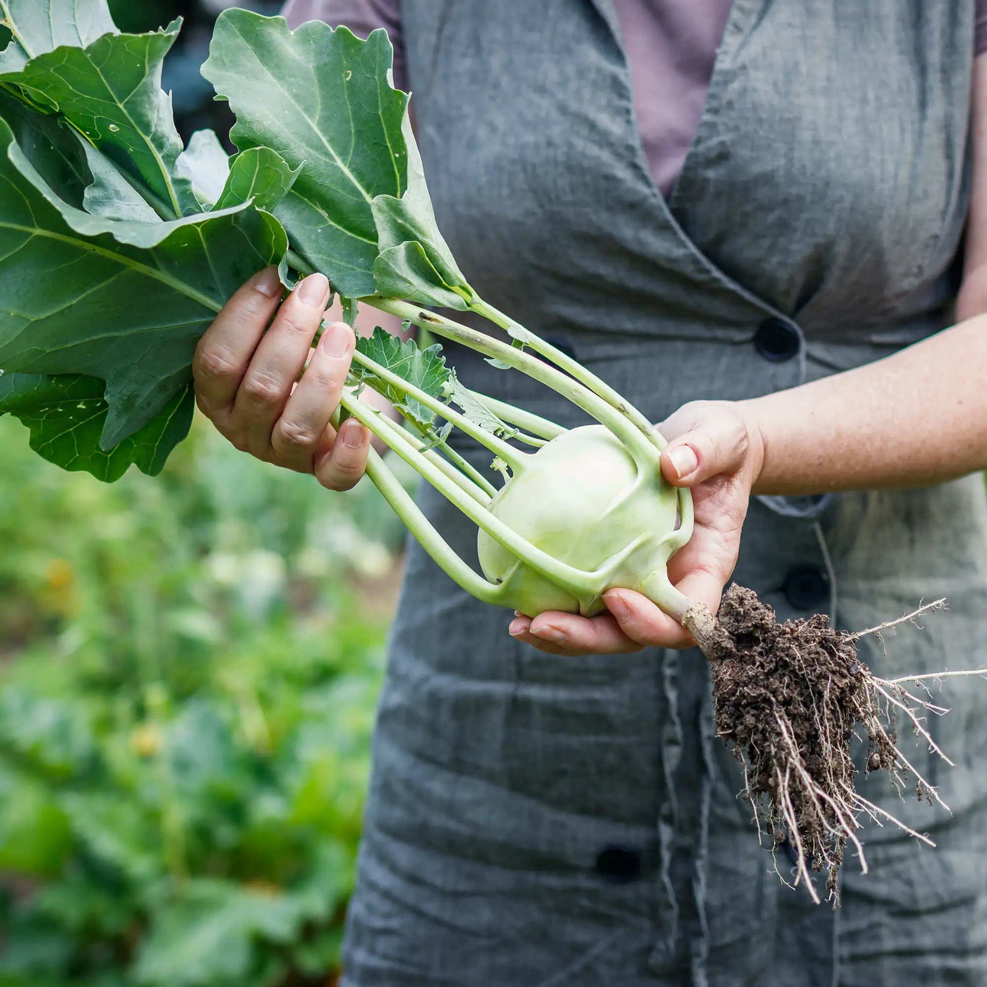 Person holding a freshly harvested white kohlrabi with soil still attached, standing in a garden.