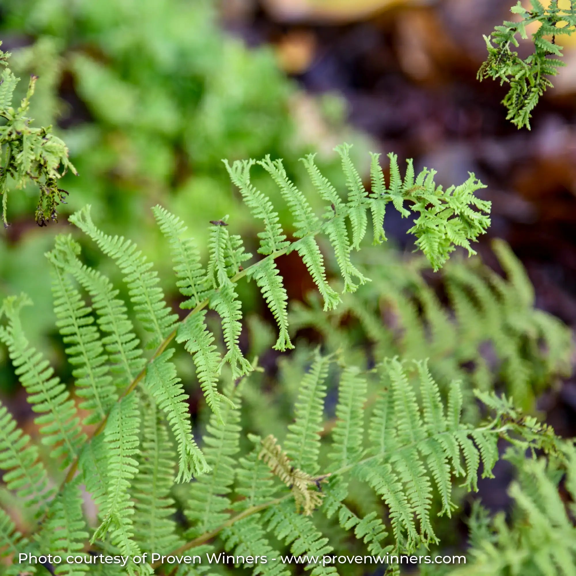 Close-up of a Lady Fern Leaf