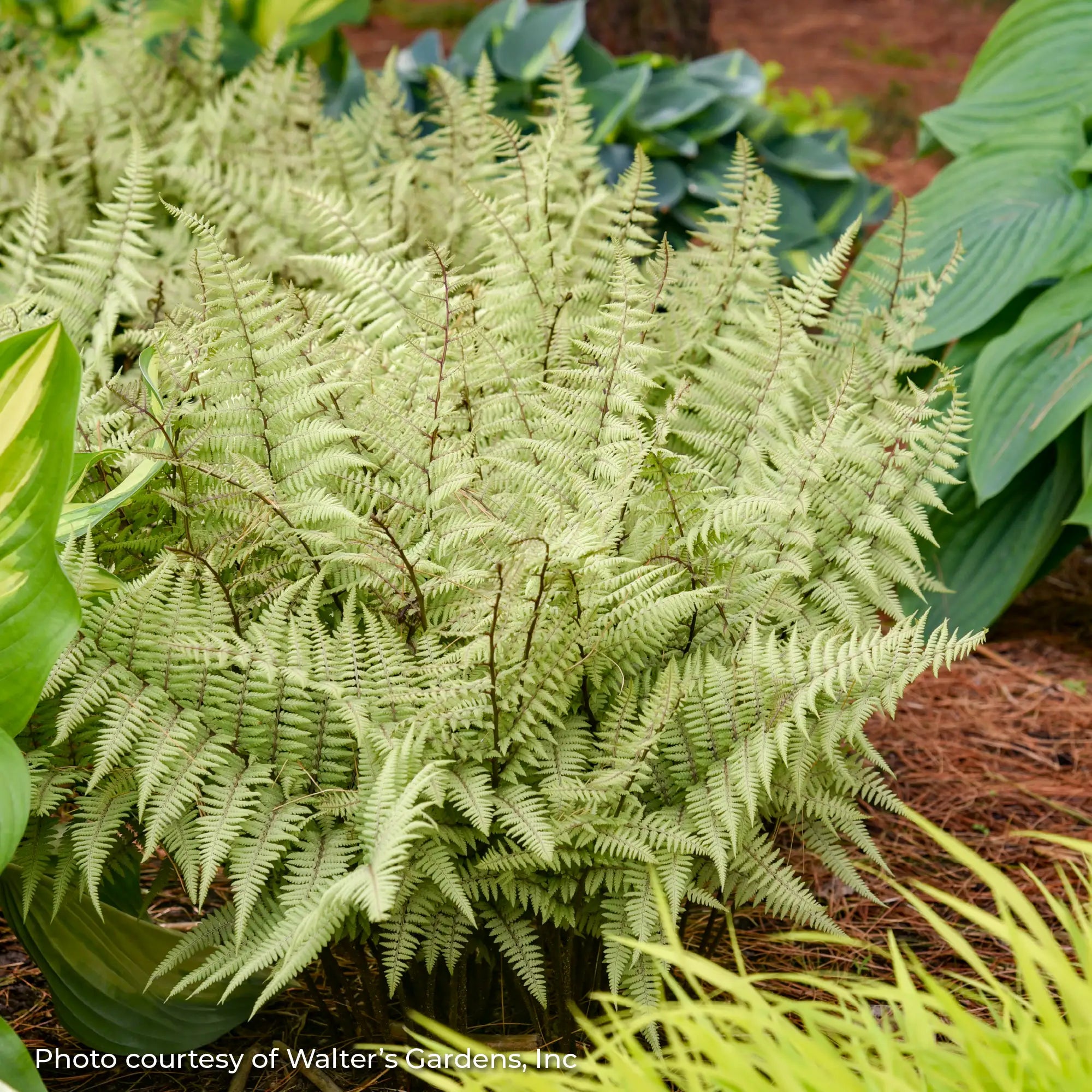 Japanese Painted Fern 'Ghost'