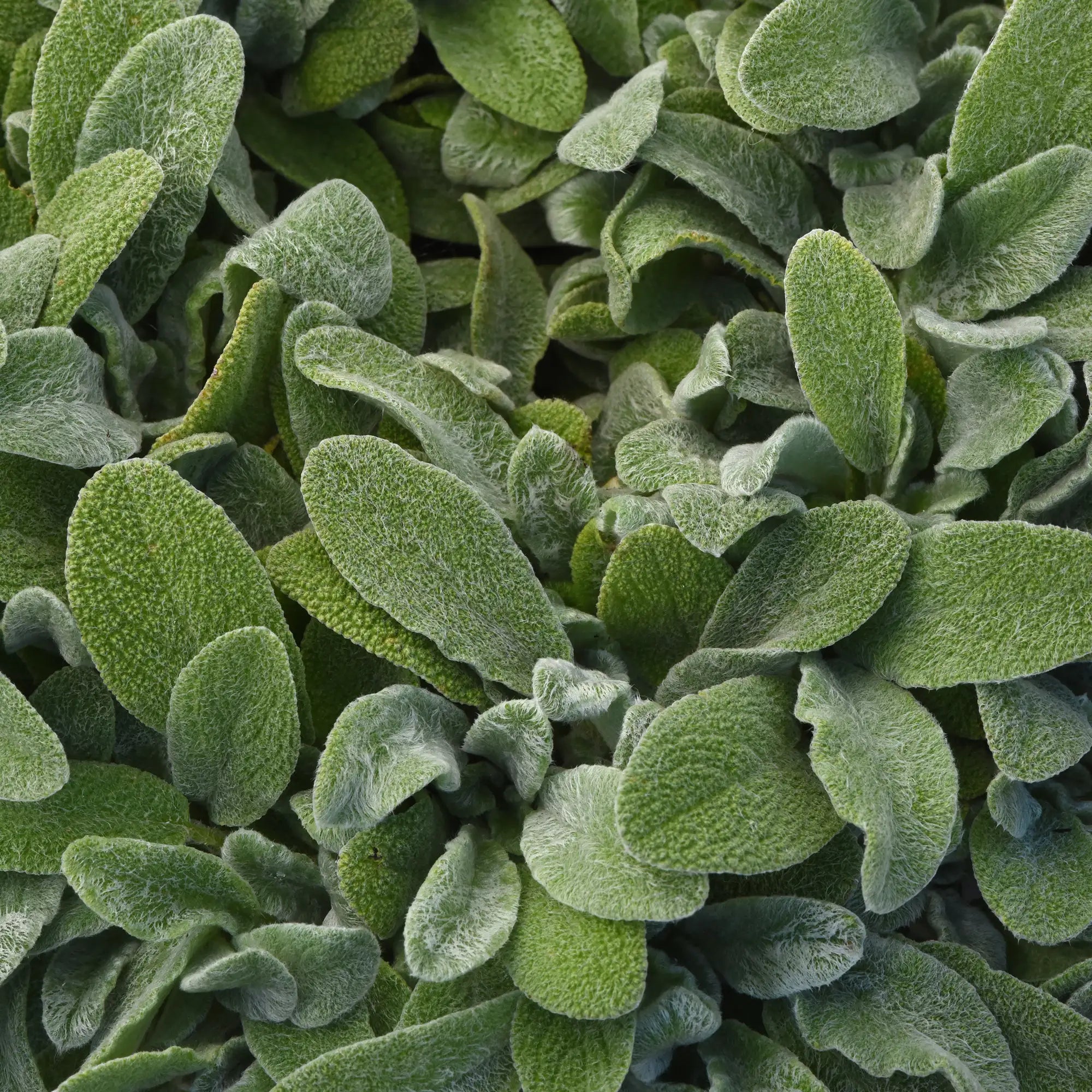 Lamb's Ear 'Little Lamb'