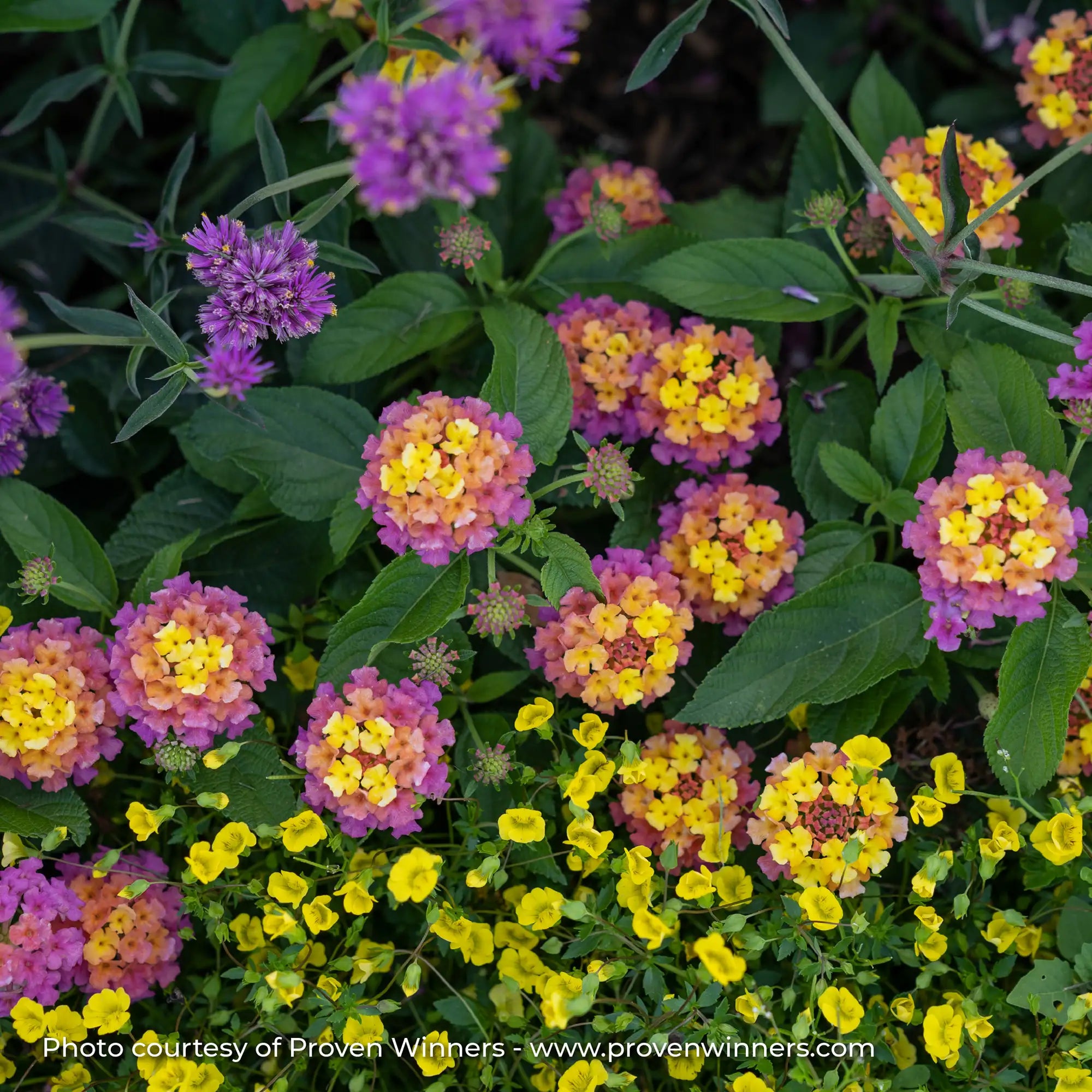 Lantana 'Luscious® Berry Blend™'
