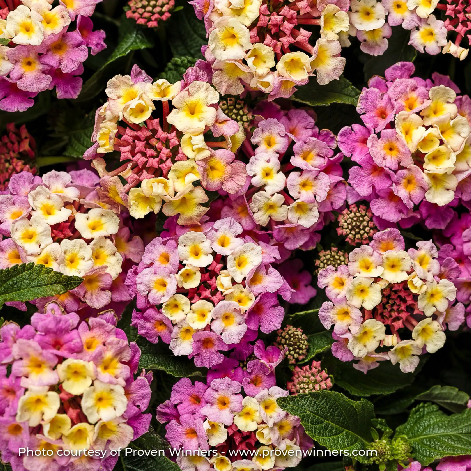 Lantana 'Luscious® Pinkberry Blend™'