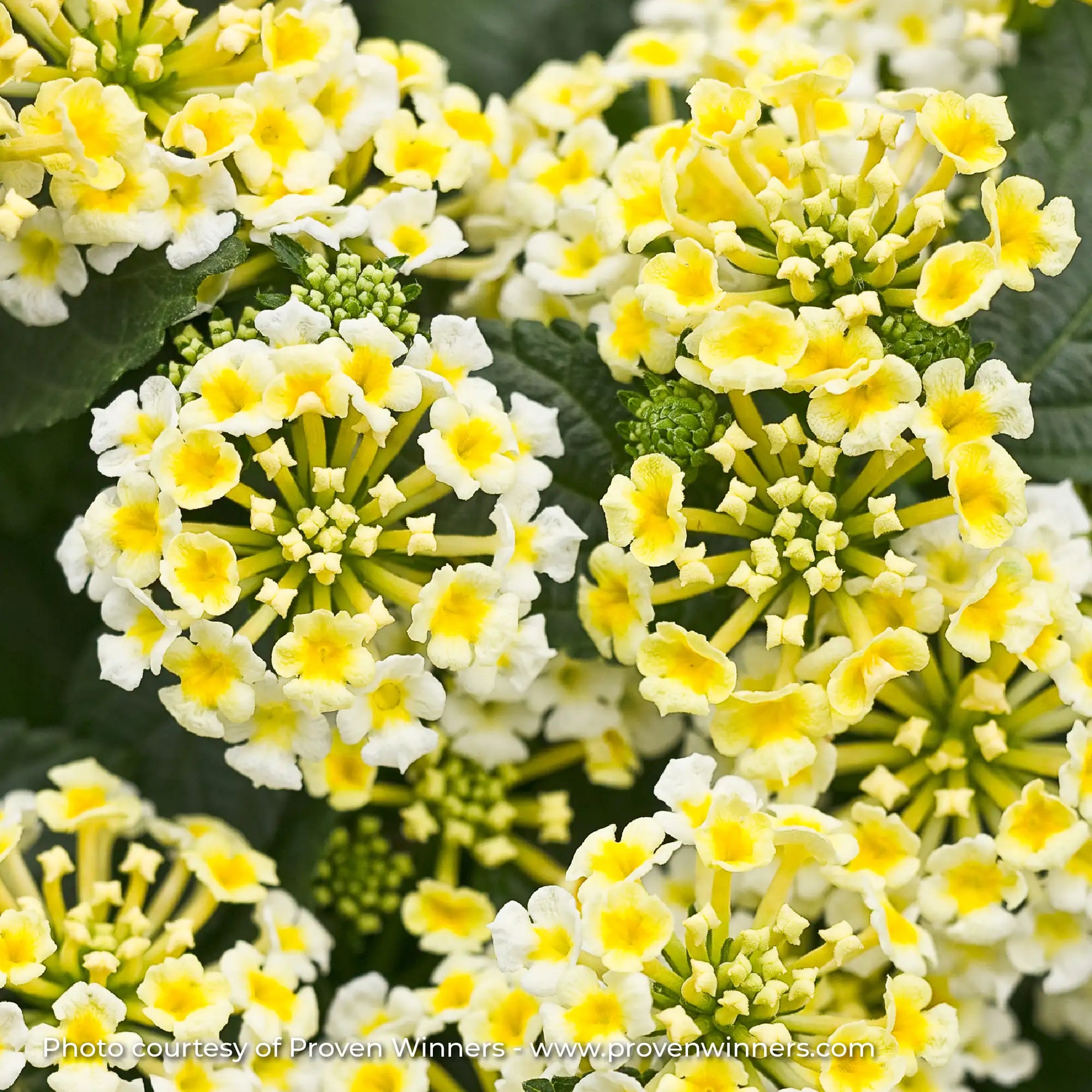 Lantana 'Luscious® Royale Piña Colada'