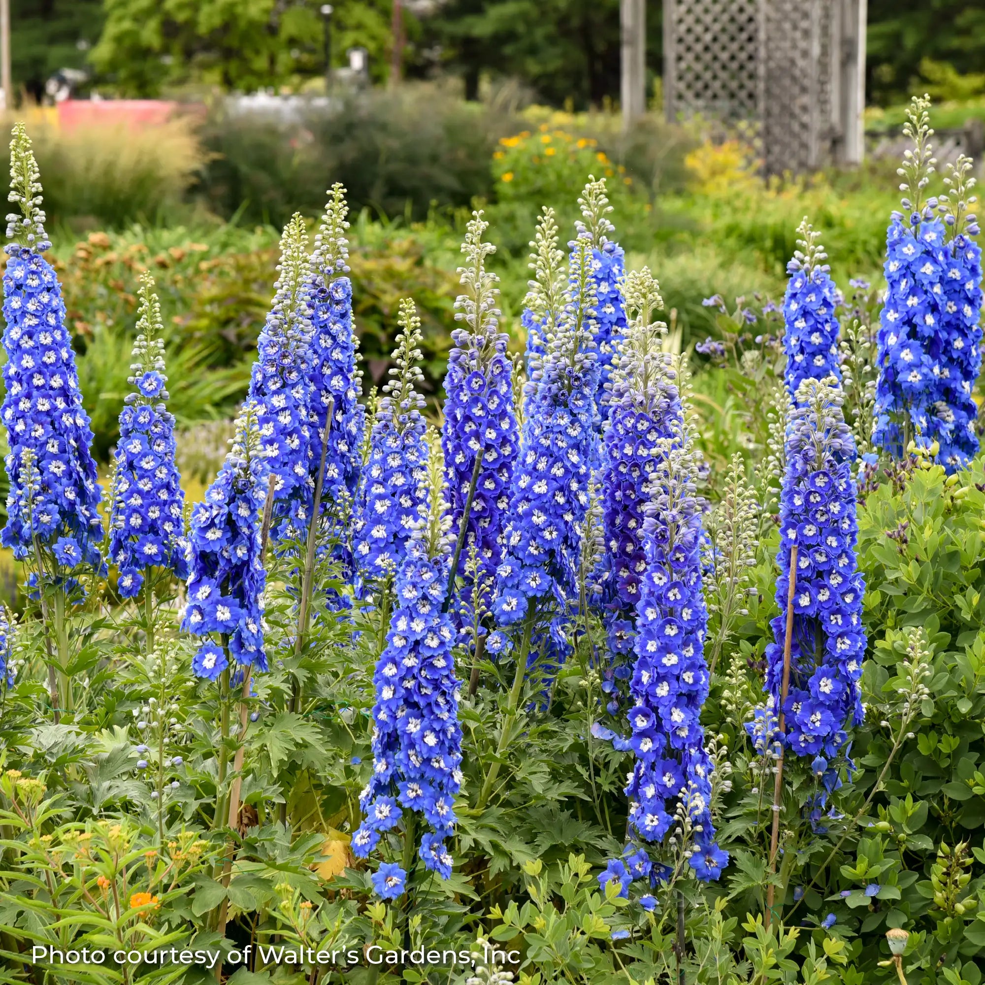Larkspur New Millennium™ 'Cobalt Dreams'