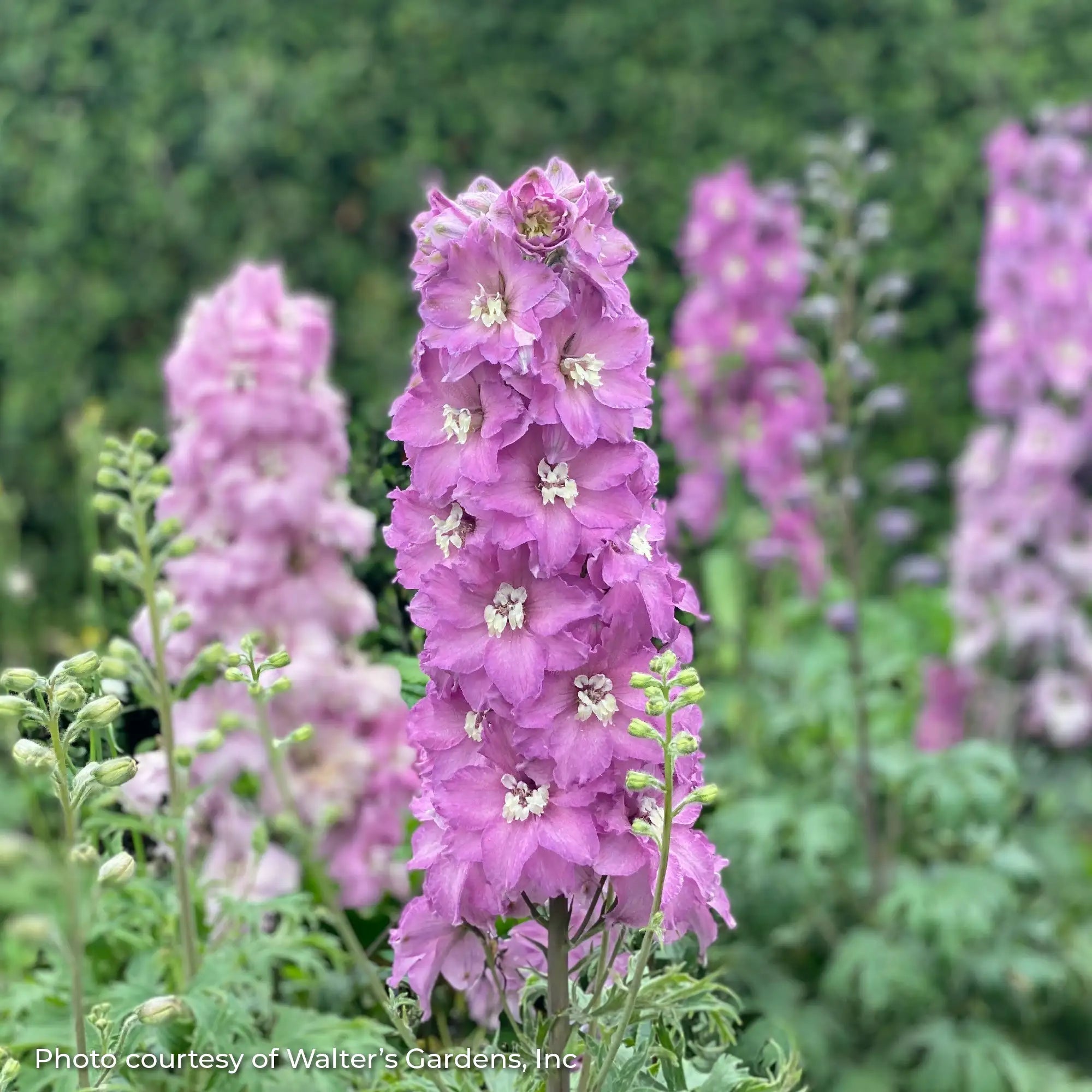 Larkspur 'Mini Pinks'