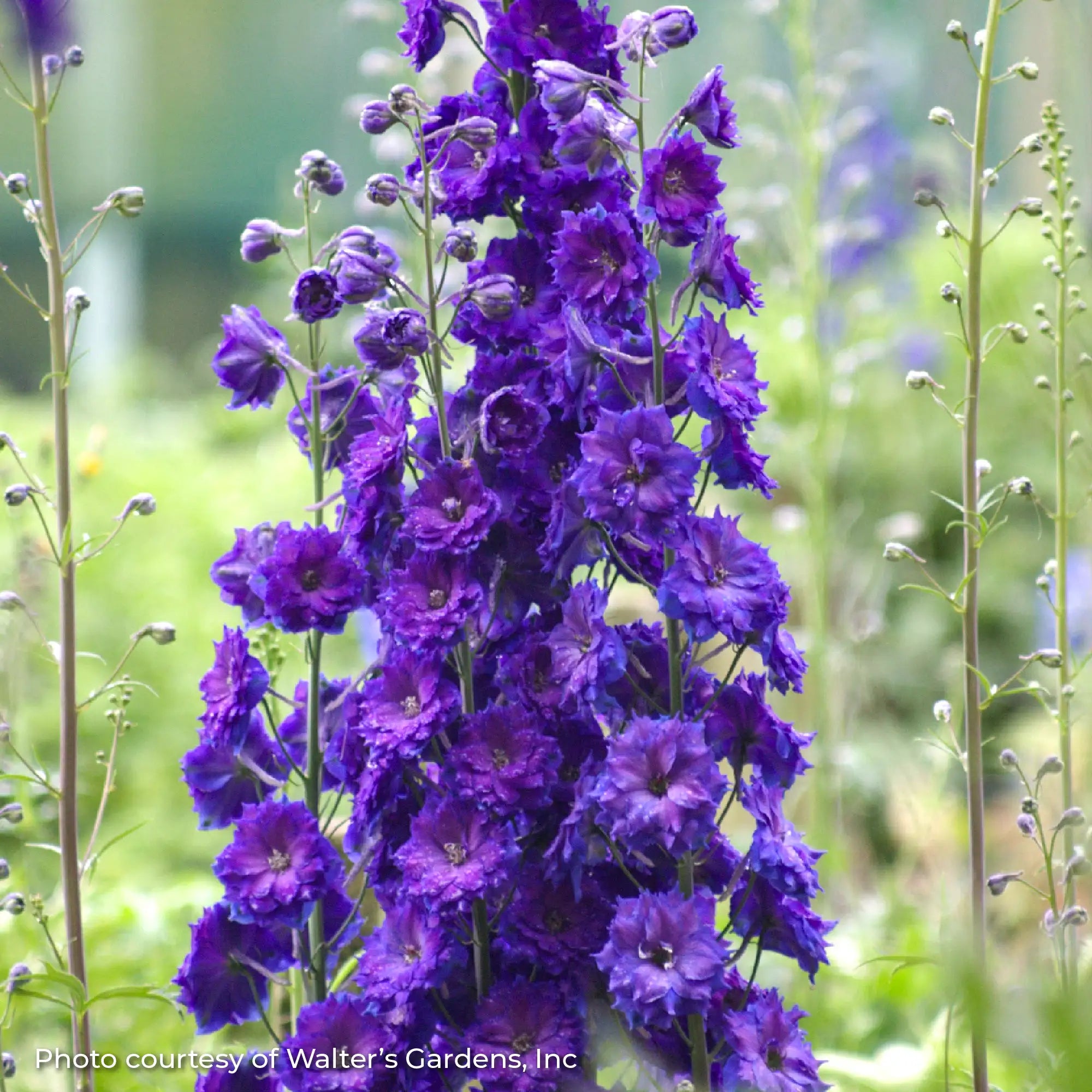 Larkspur 'Pagan Purples'