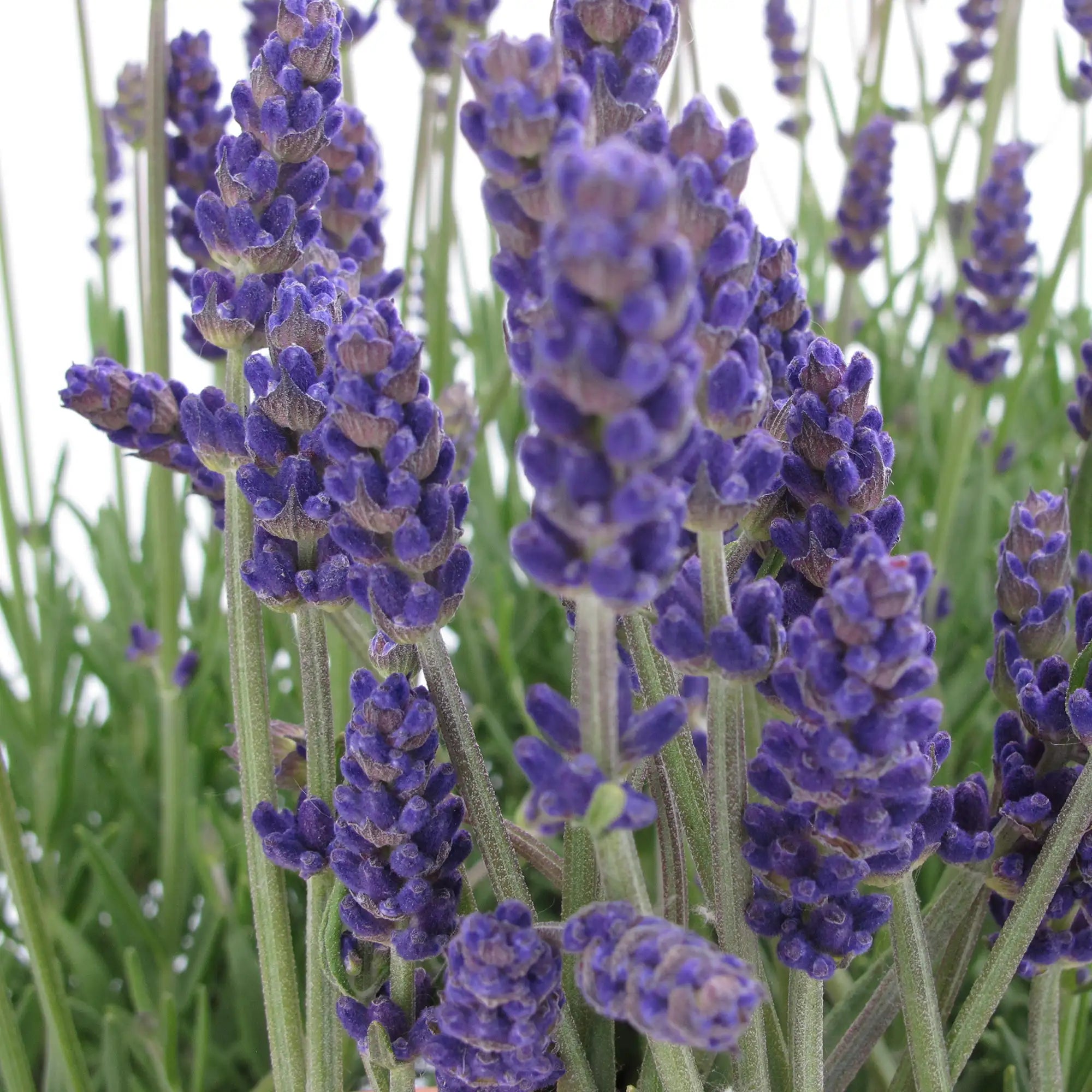 Lavender English 'Annet'