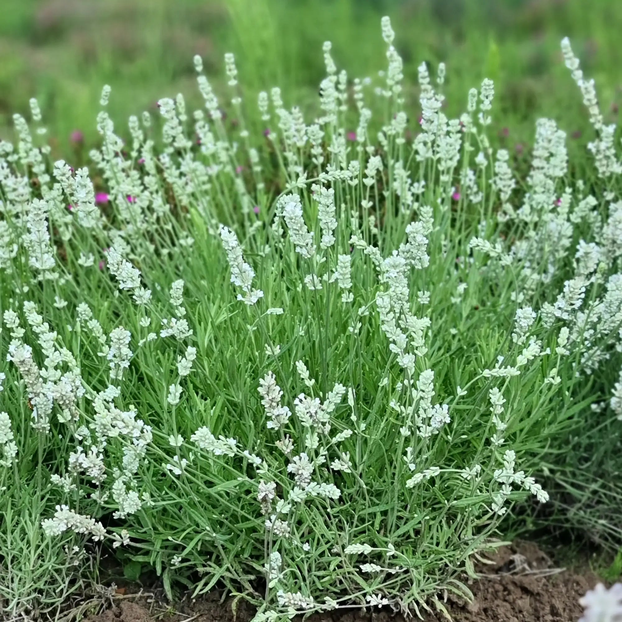 Lavender English 'Big Time White'