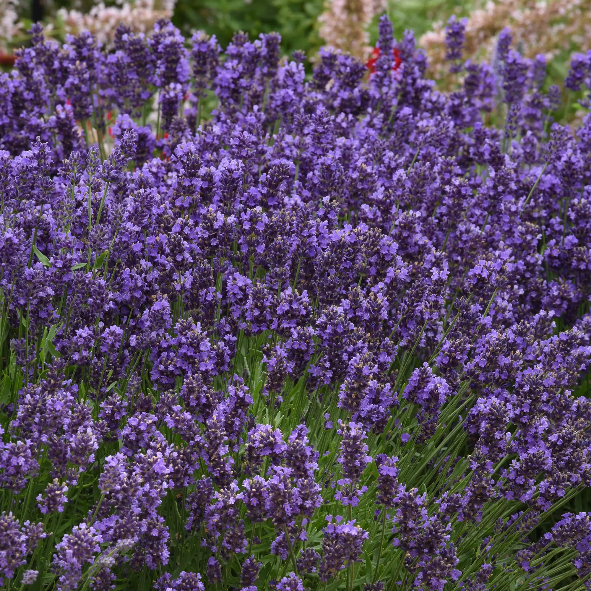 Lavender English 'SuperBlue'