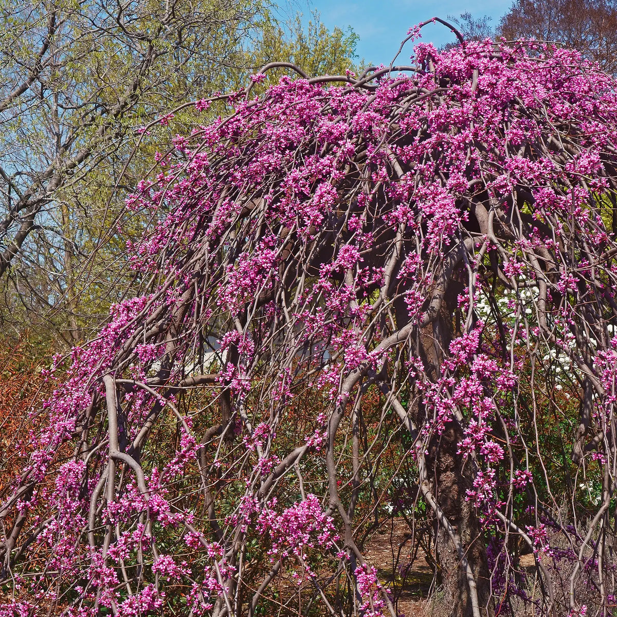 Redbud 'Lavender Twist®'